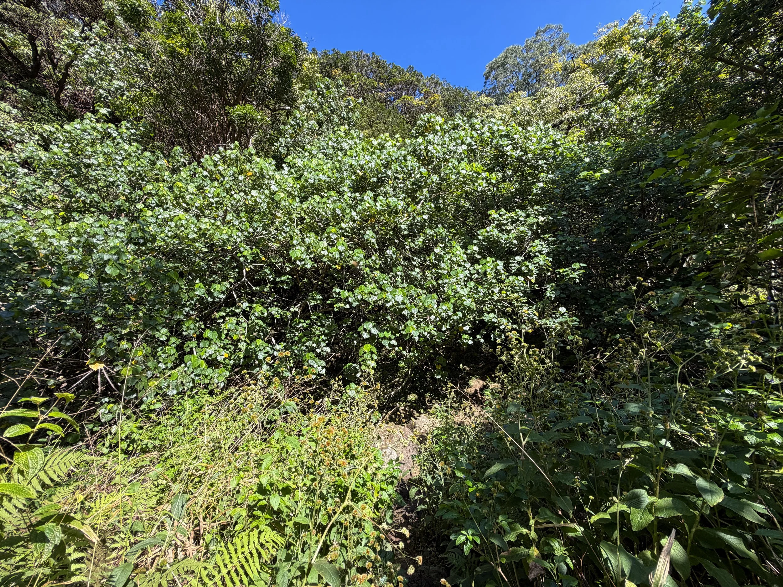 Kulanaahane Hike to Moanalua Saddle Oahu Hawaii