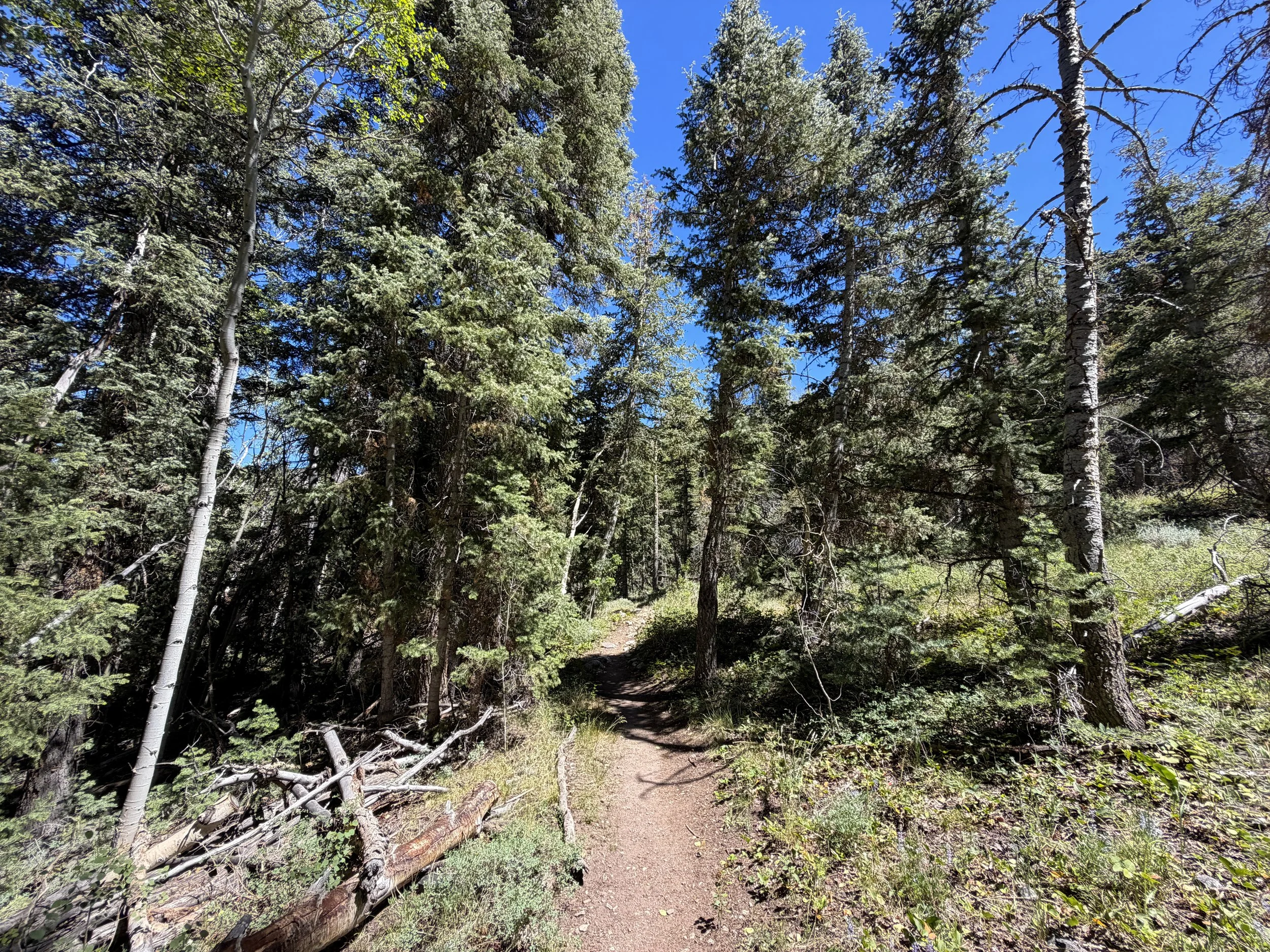 Baker Creek Loop Hike Great Basin National Park Nevada