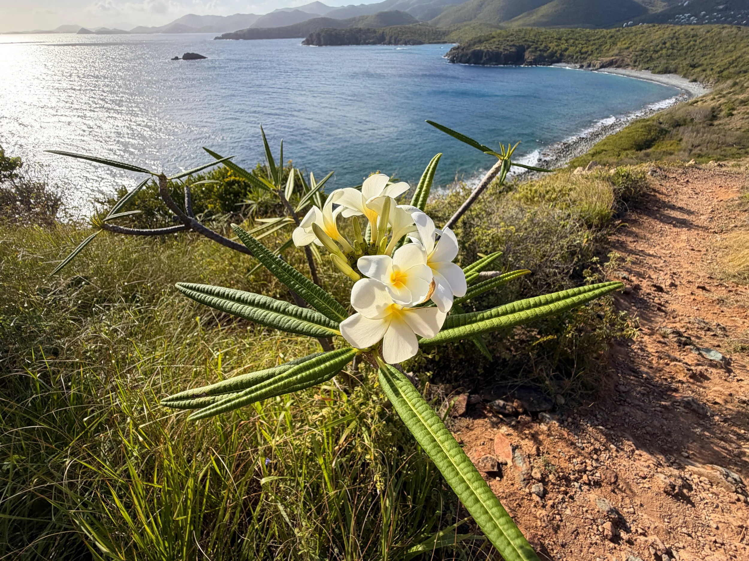 Plumeria alba Flowers