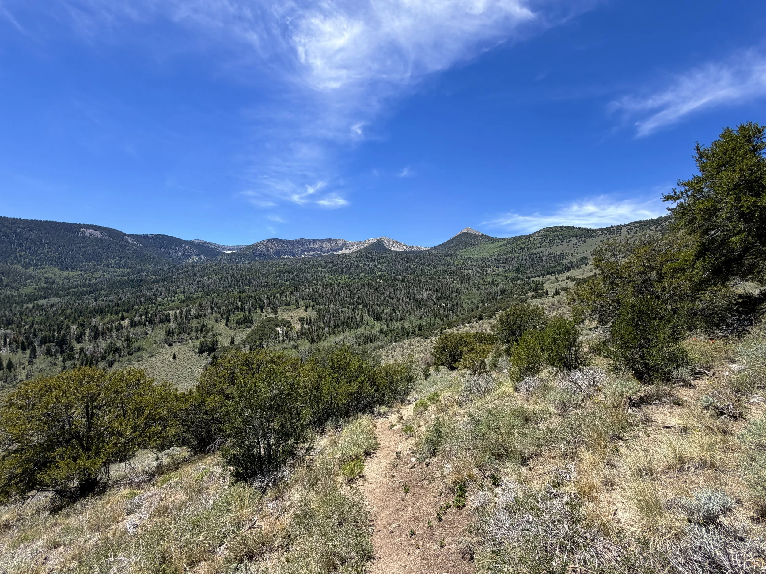 Serviceberry Loop Trail Great Basin National Park Nevada