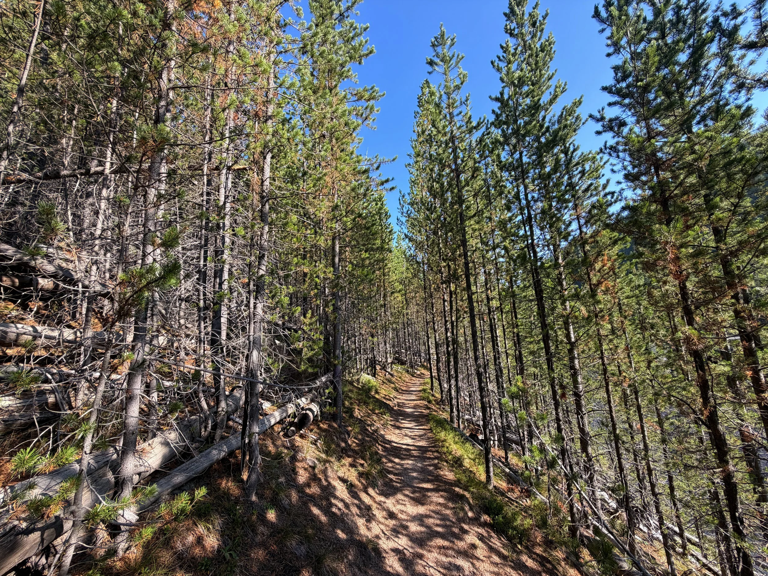 Monument Geyser Basin Trail Yellowstone National Park Wyoming