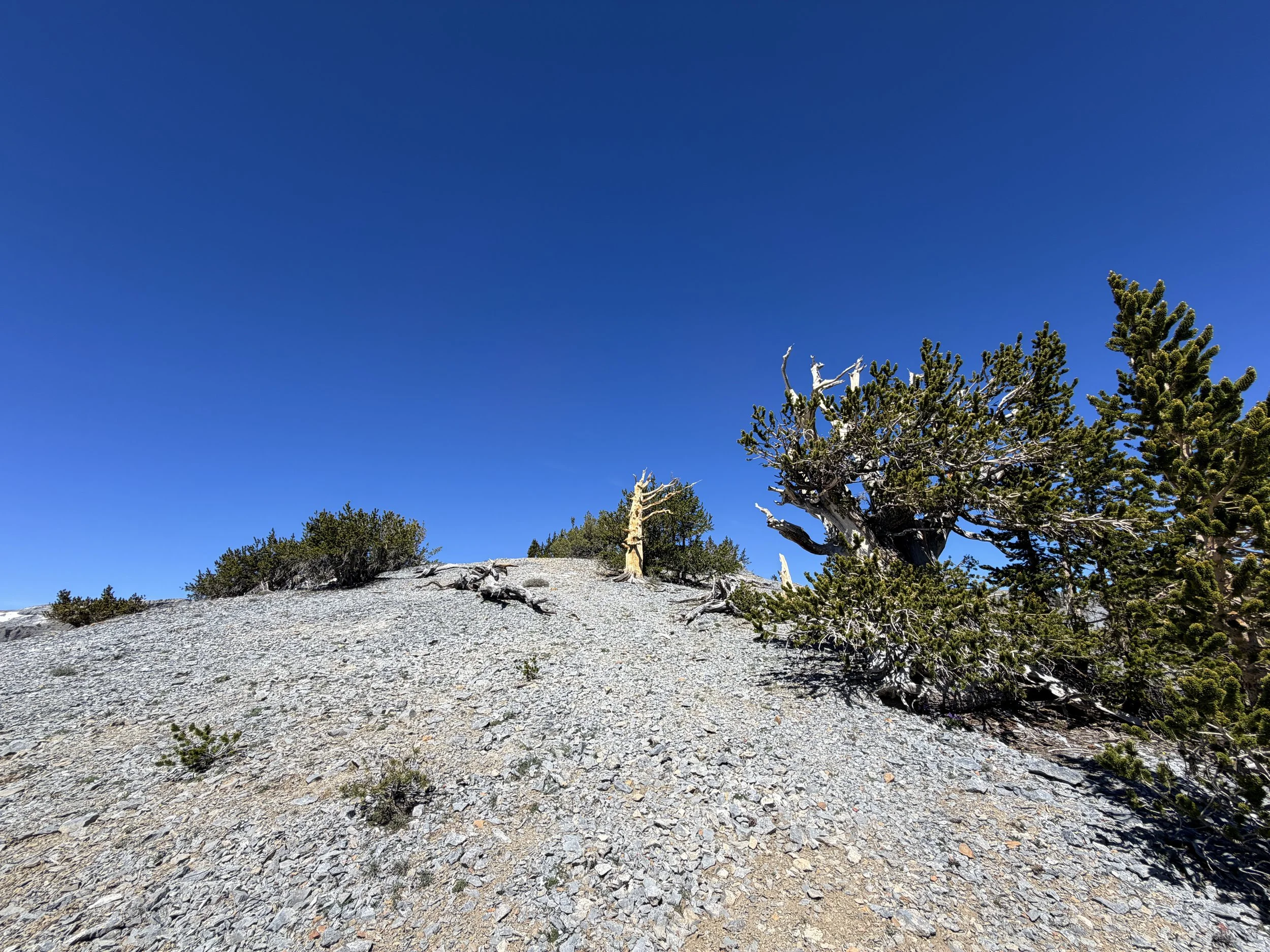 Magic Grove Snake Divide Trail Great Basin National Park Nevada