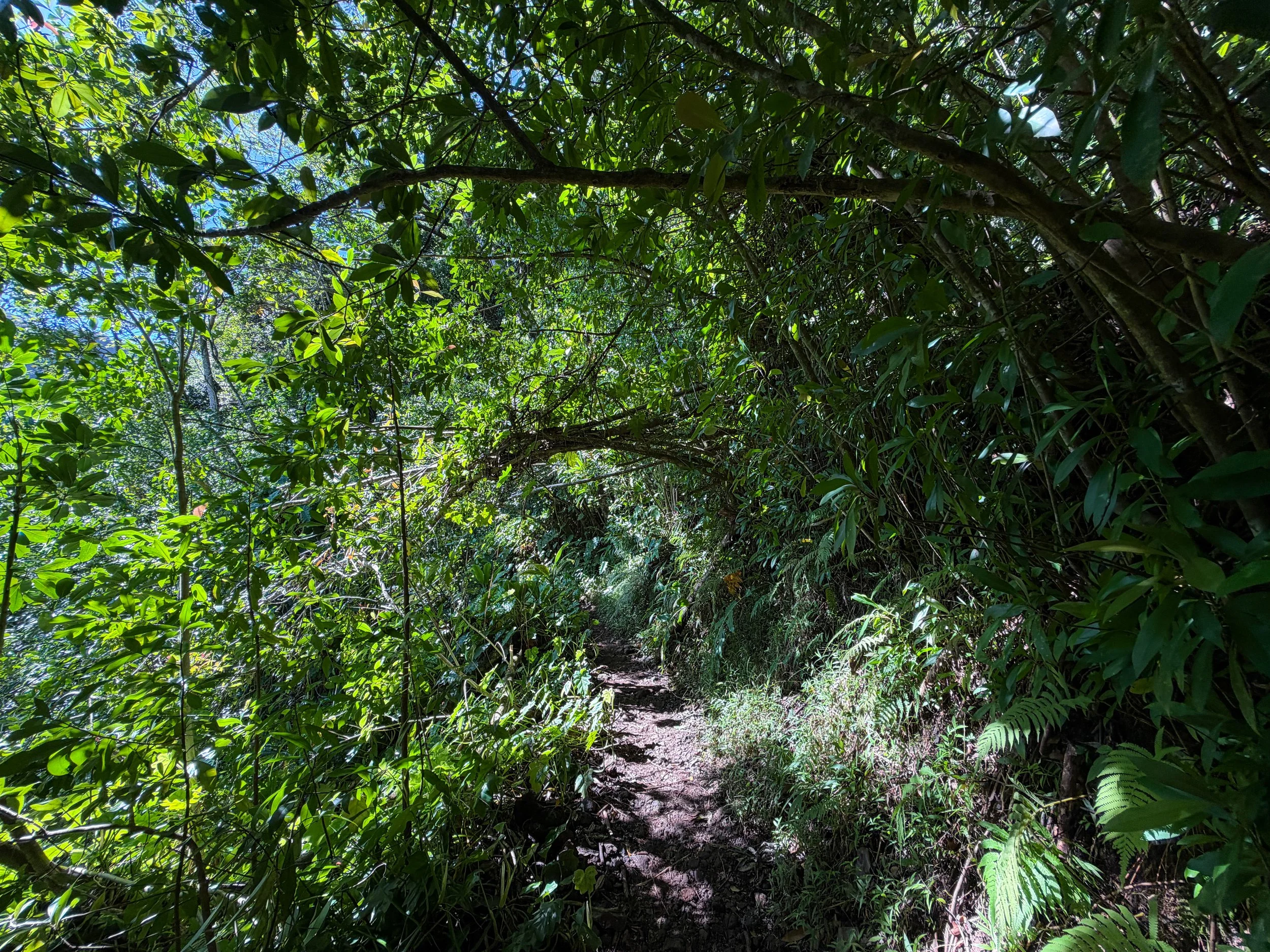 Aihualama Hike Oahu Hawaii
