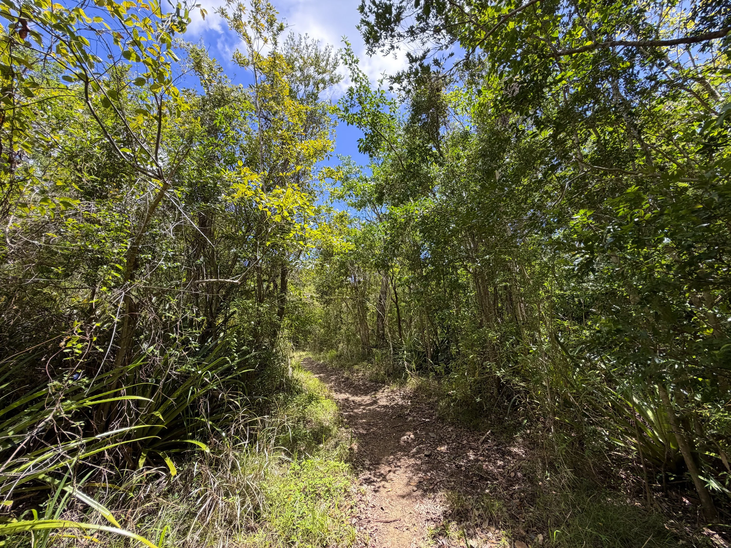 L'Esperance Trail to Great Sieben Trail Virgin Islands National Park