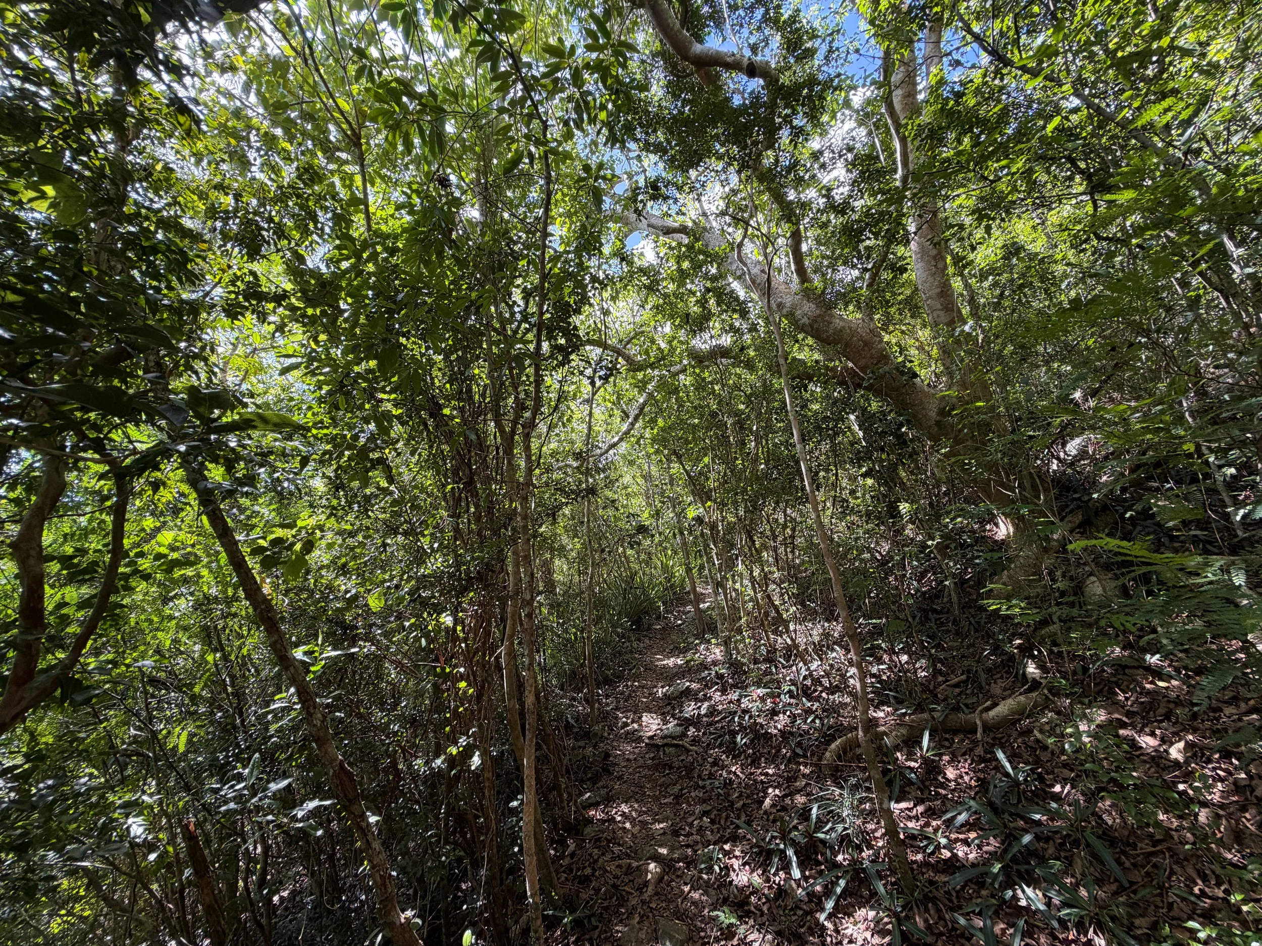 Great Sieben Hike Virgin Islands National Park