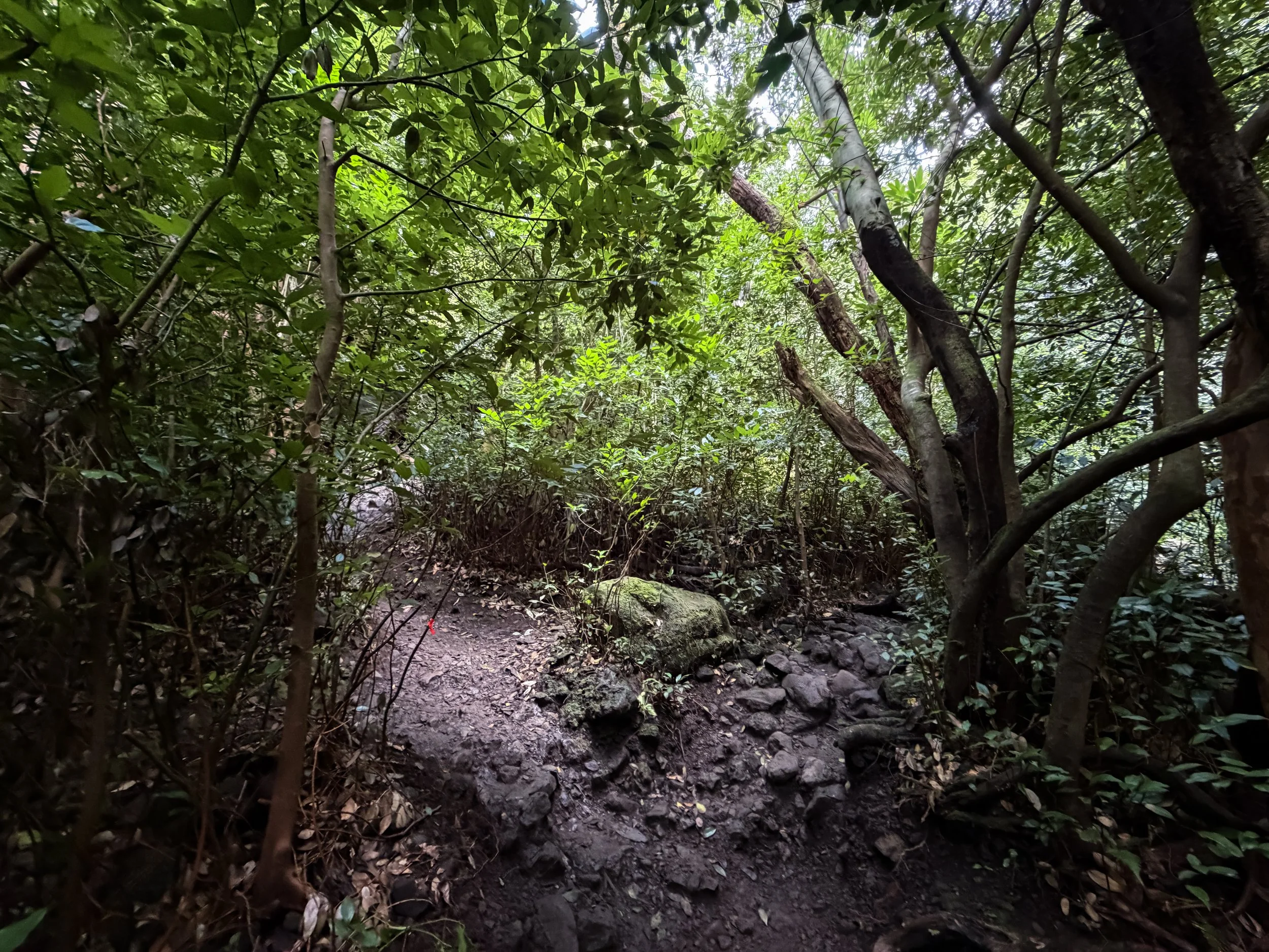 Lulumahu Falls Trail Oahu Hawaii