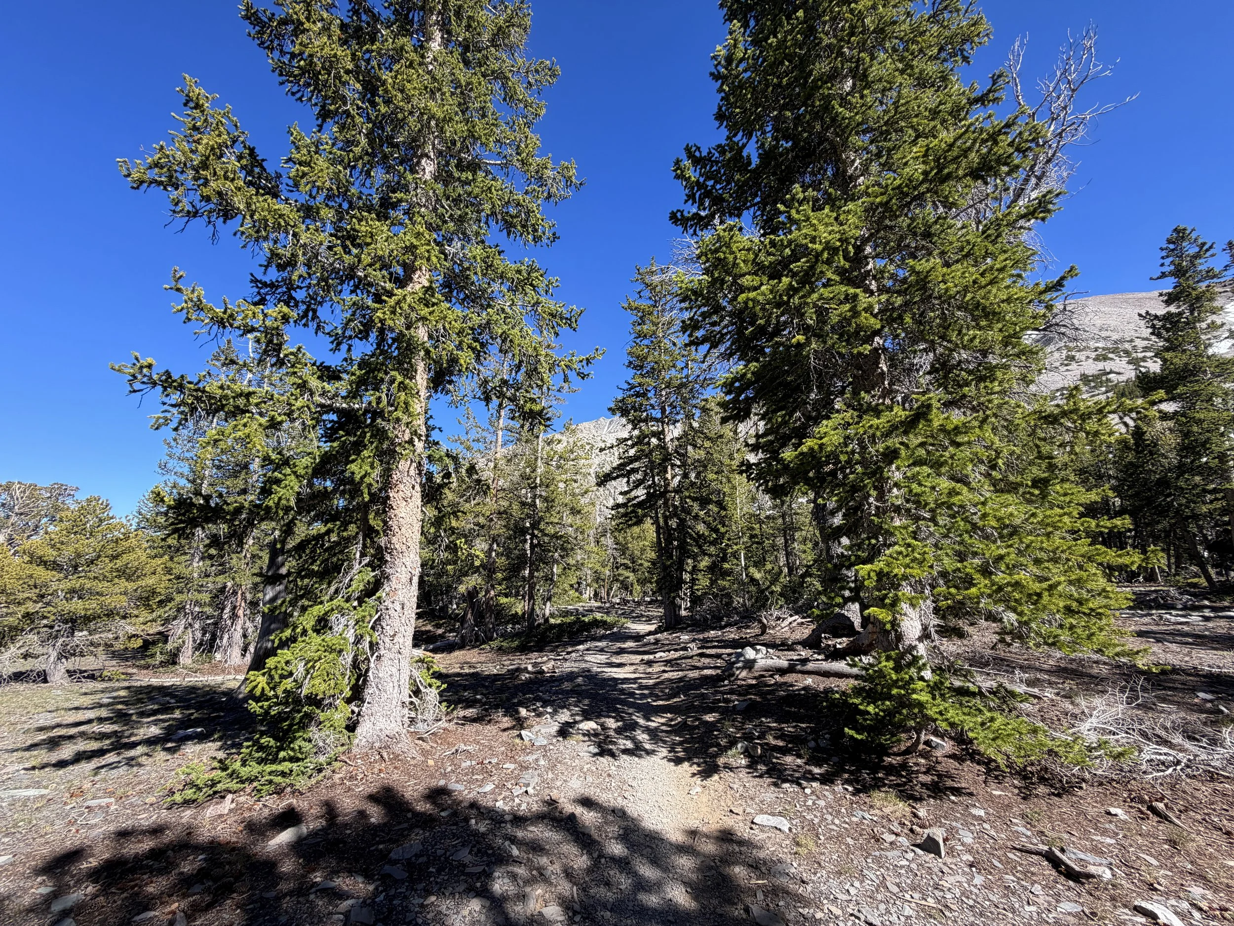 Alpine Lakes Loop Trail Great Basin National Park Nevada
