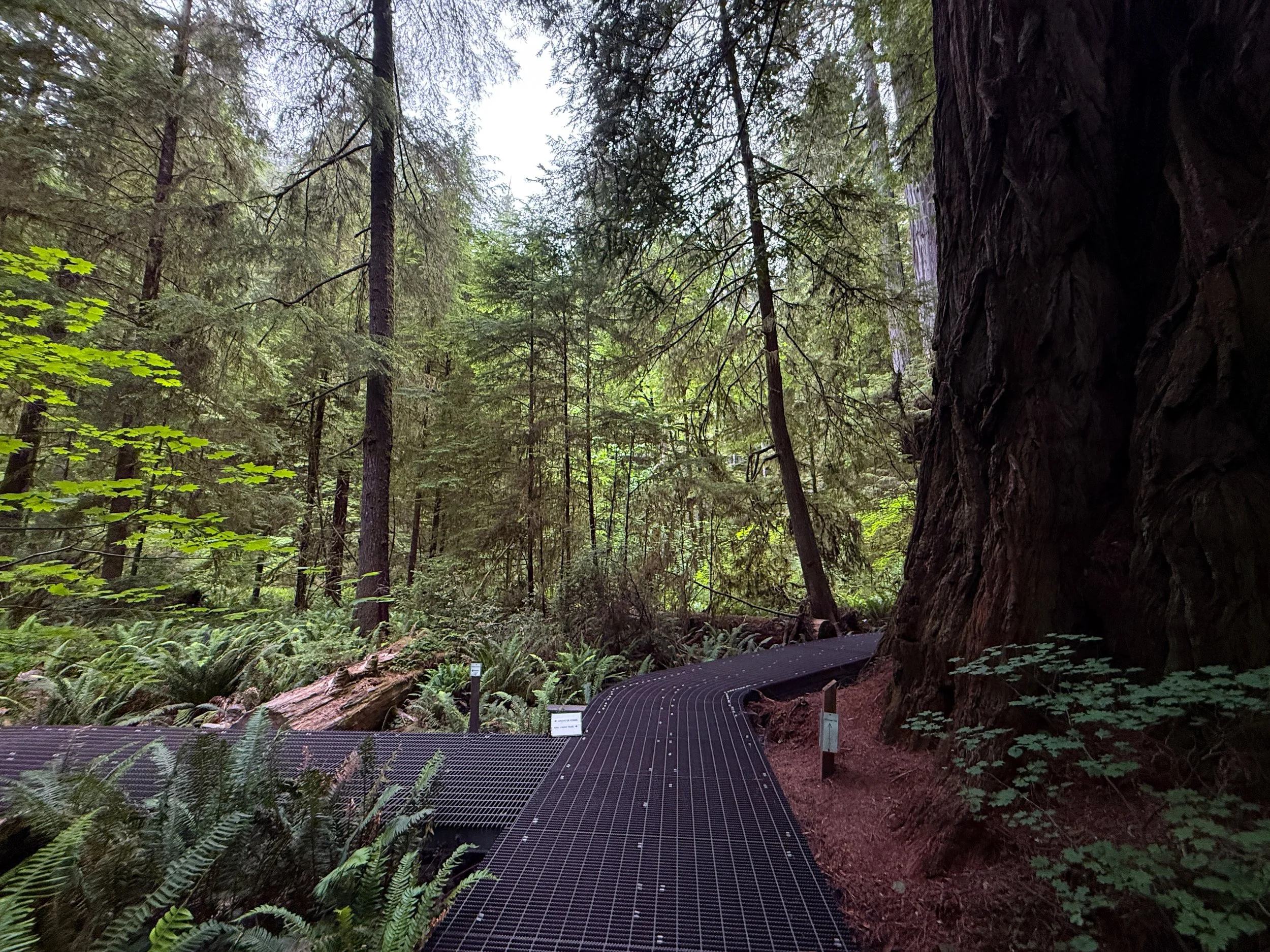 Grove of the Titans Trail Boardwalk Jedediah Smith Redwoods State Park California