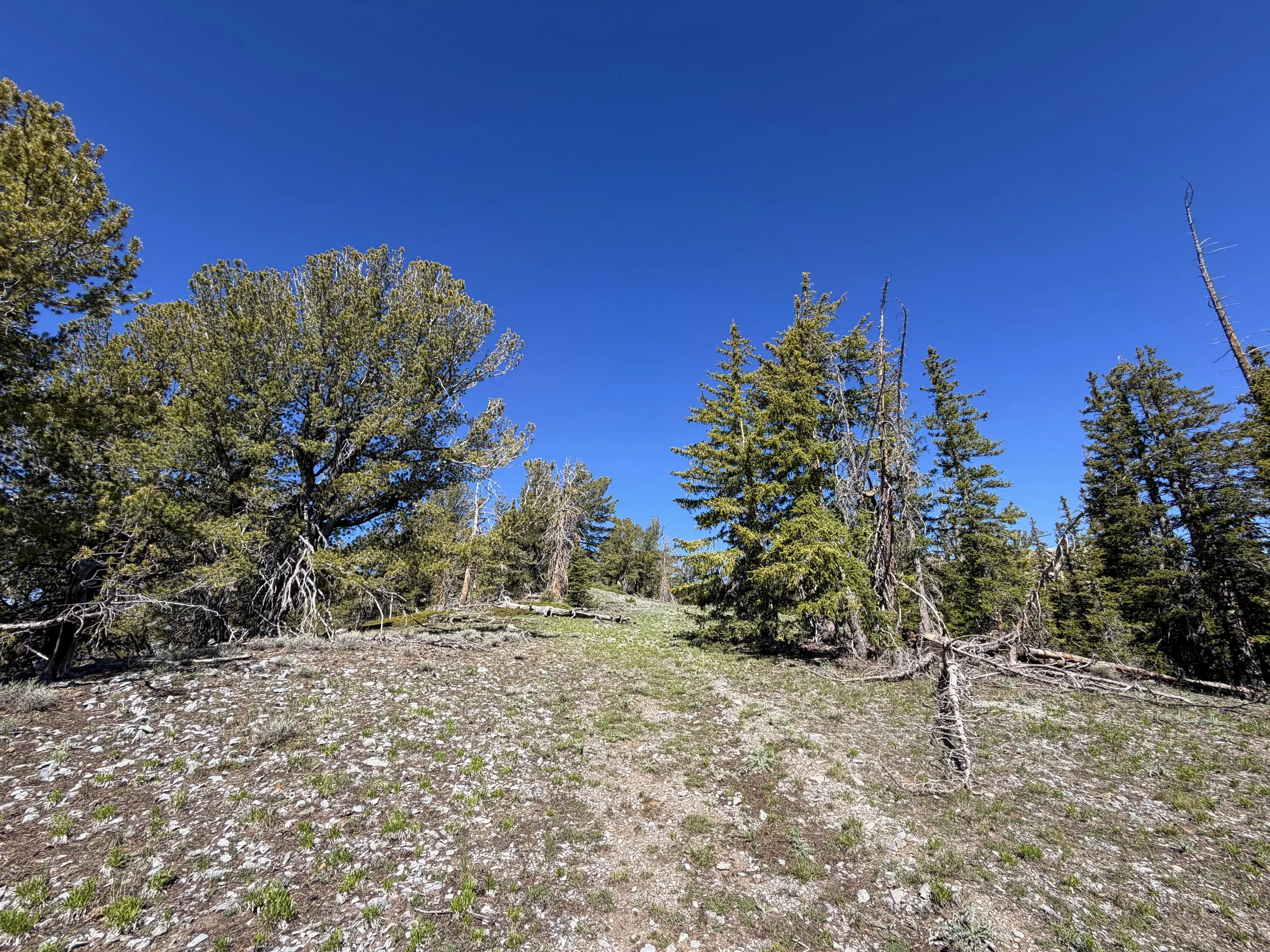 Snake Divide Trail to Mt. Washington Great Basin National Park Nevada
