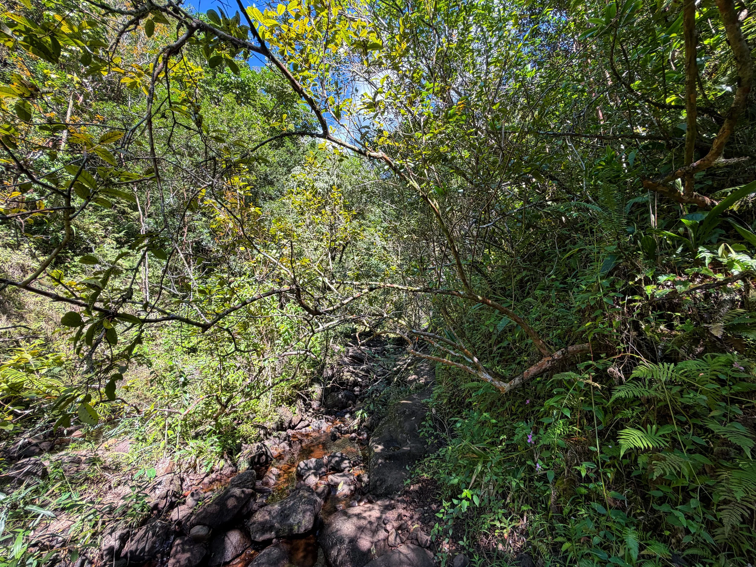Kaau Crater Trail Oahu Hawaii