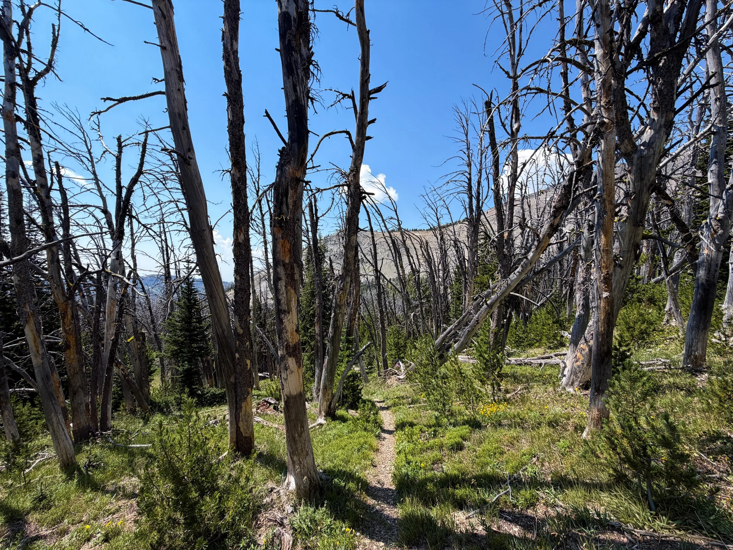 Avalanche Peak Trail Yellowstone National Park Wyoming