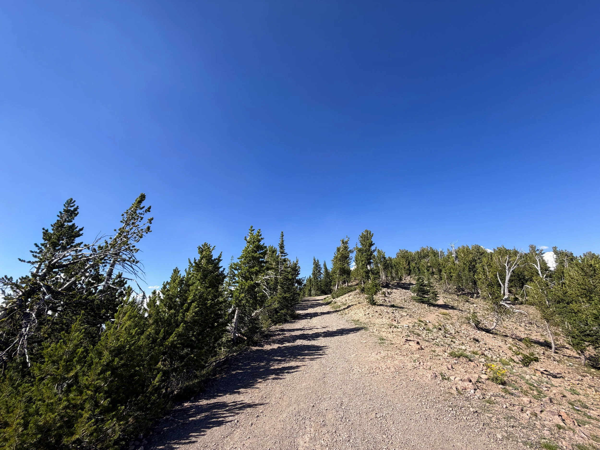 South Mount Washburn Trail Yellowstone National Park Wyoming