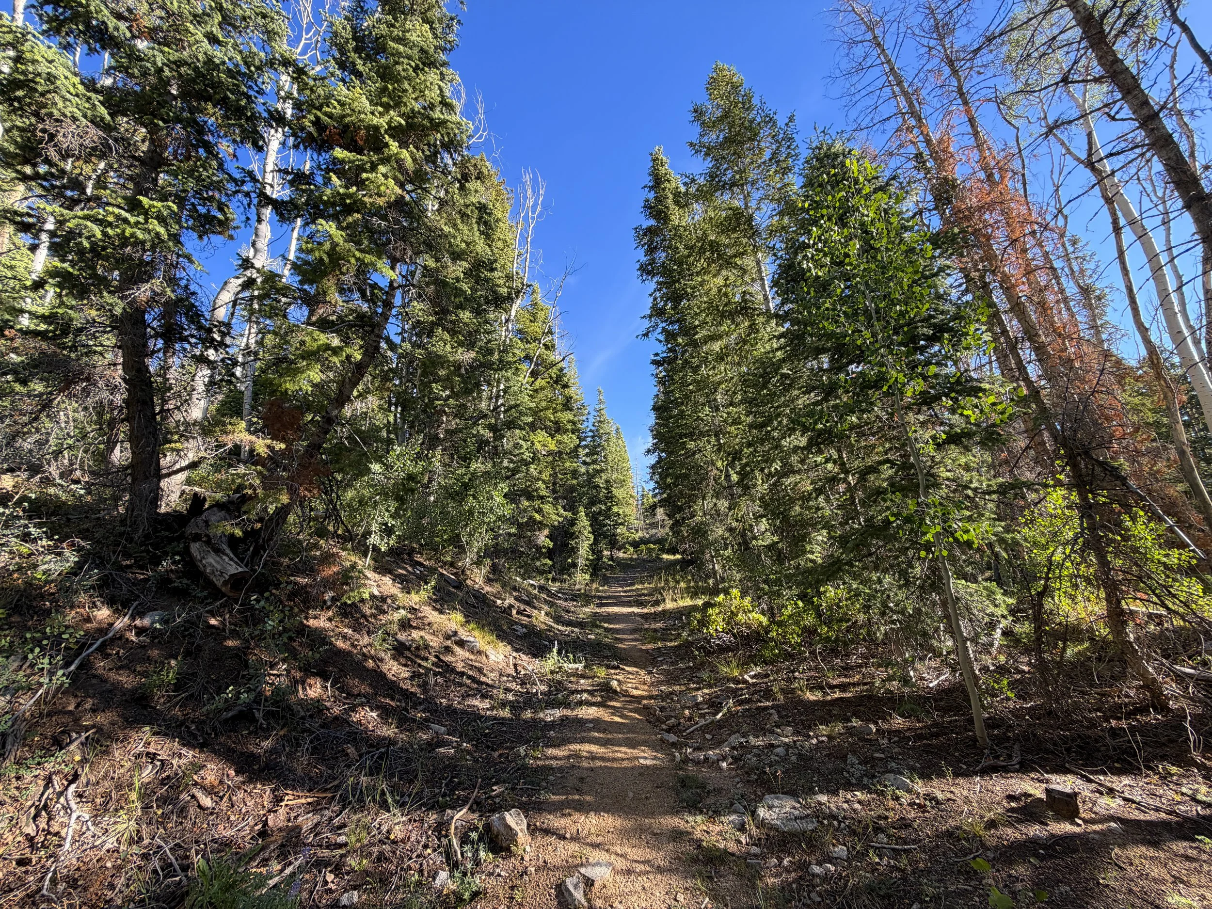 Snake Creek Overlook Hike Great Basin National Park Nevada