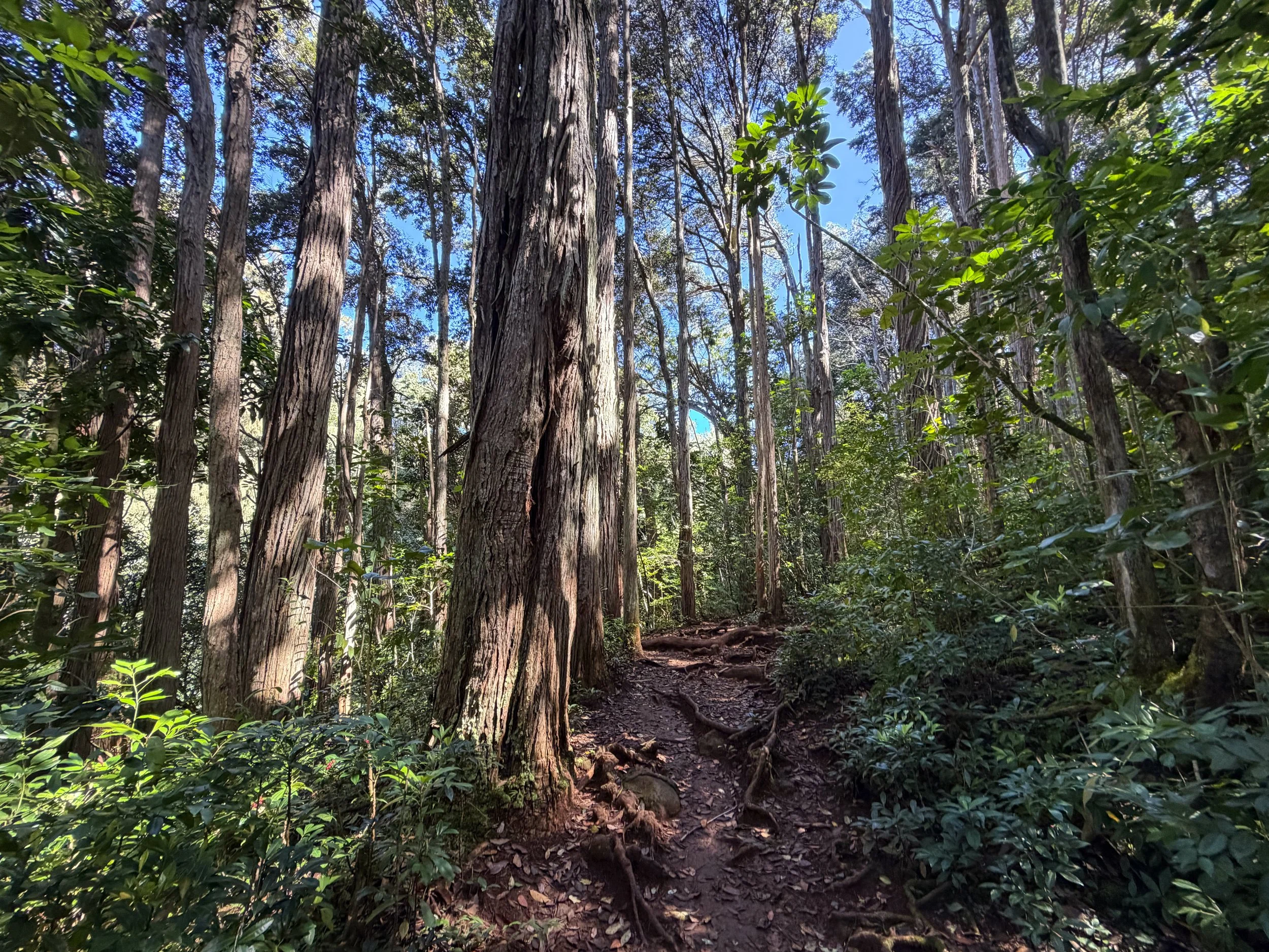 Judd Trail Oahu Hawaii