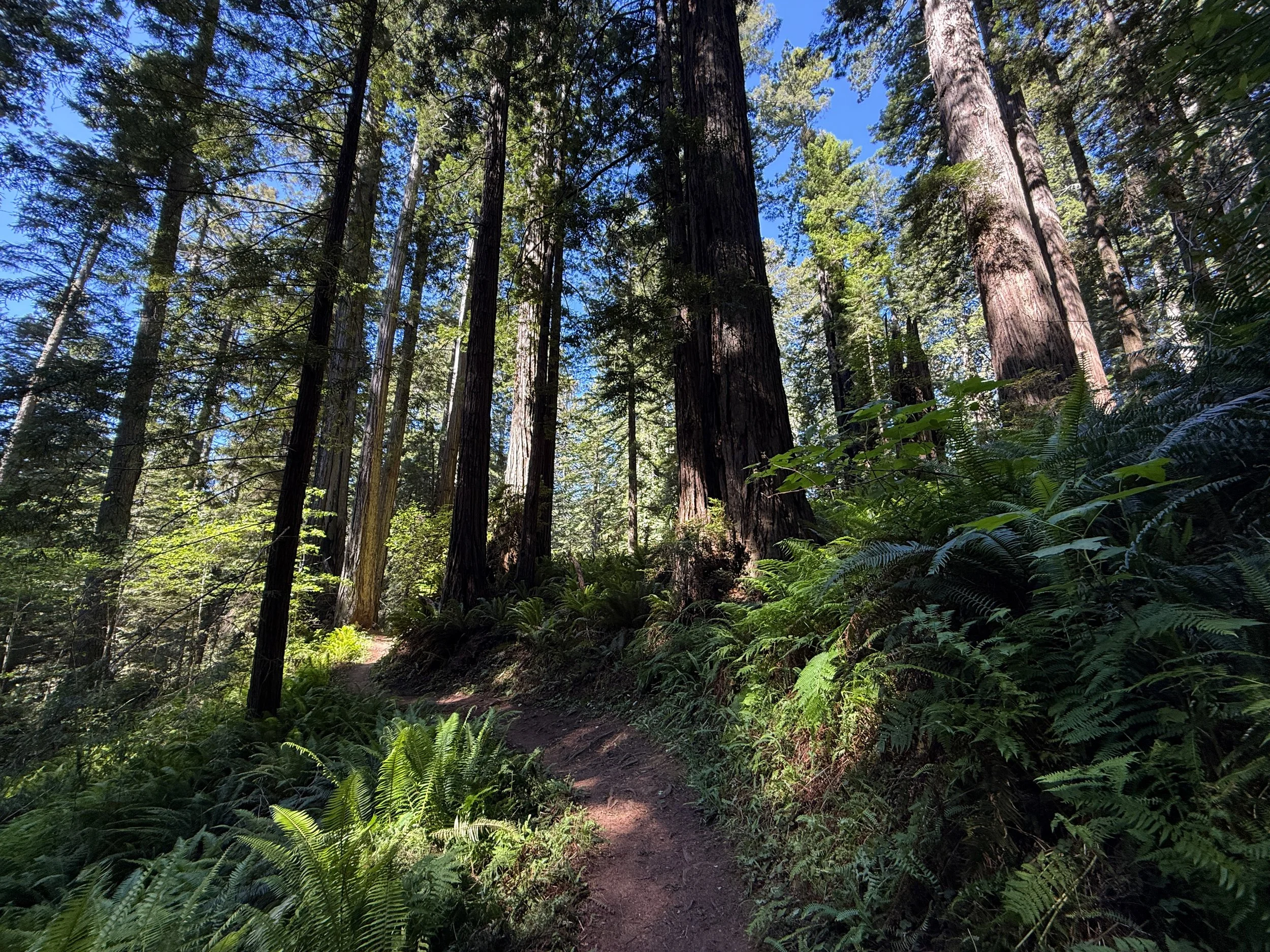 Ah Pah Interpretive Trail Prairie Creek Redwoods State Park California