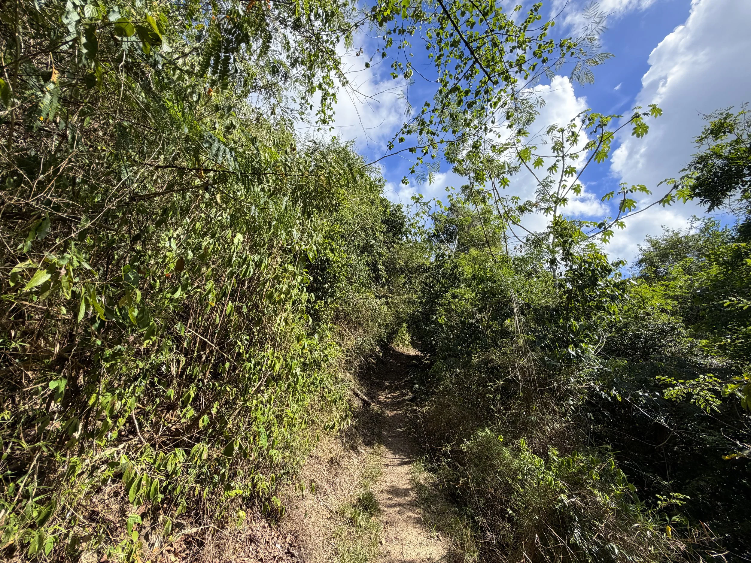 Cinnamon Bay Trail Virgin Islands National Park