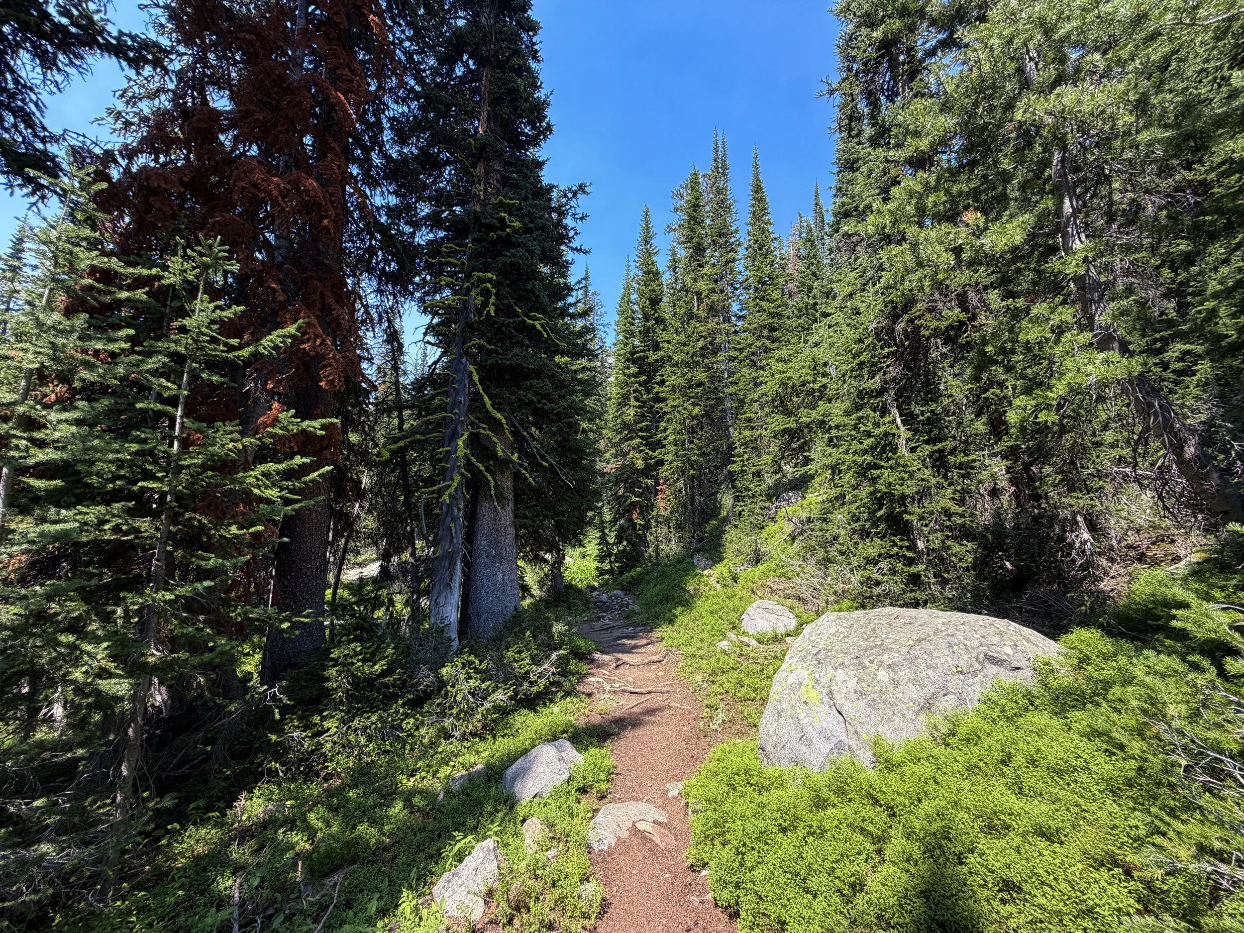 The Beaten Path Trail Beartooth Mountains Montana