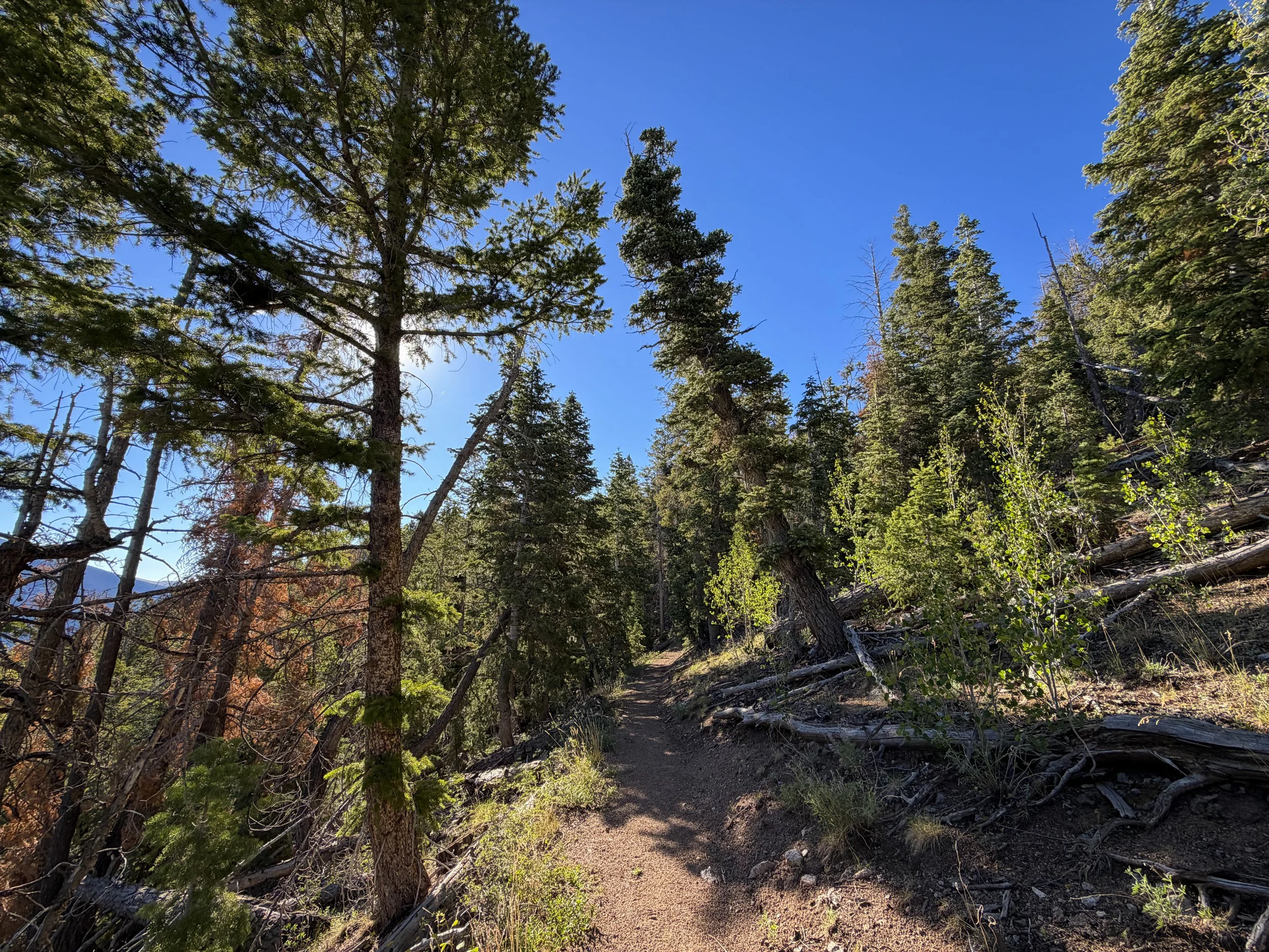 Snake Divide Trail Great Basin National Park Nevada