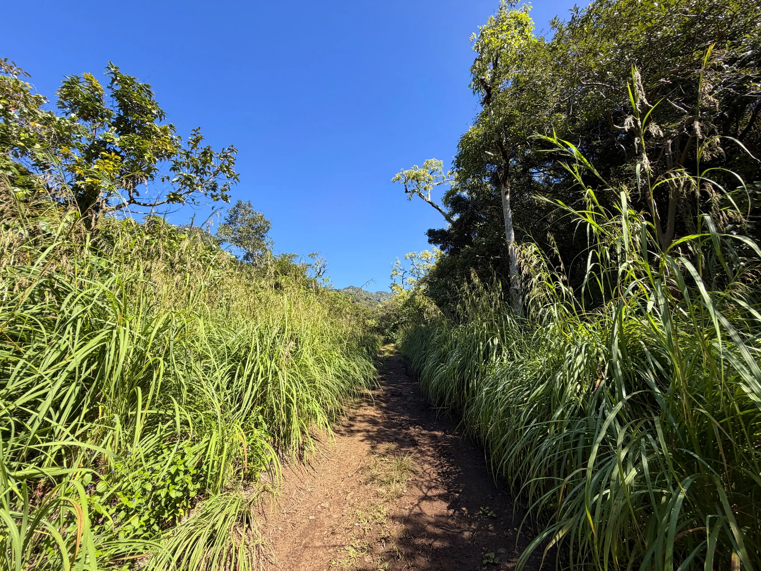 Kulanaahane Trail Oahu Hawaii