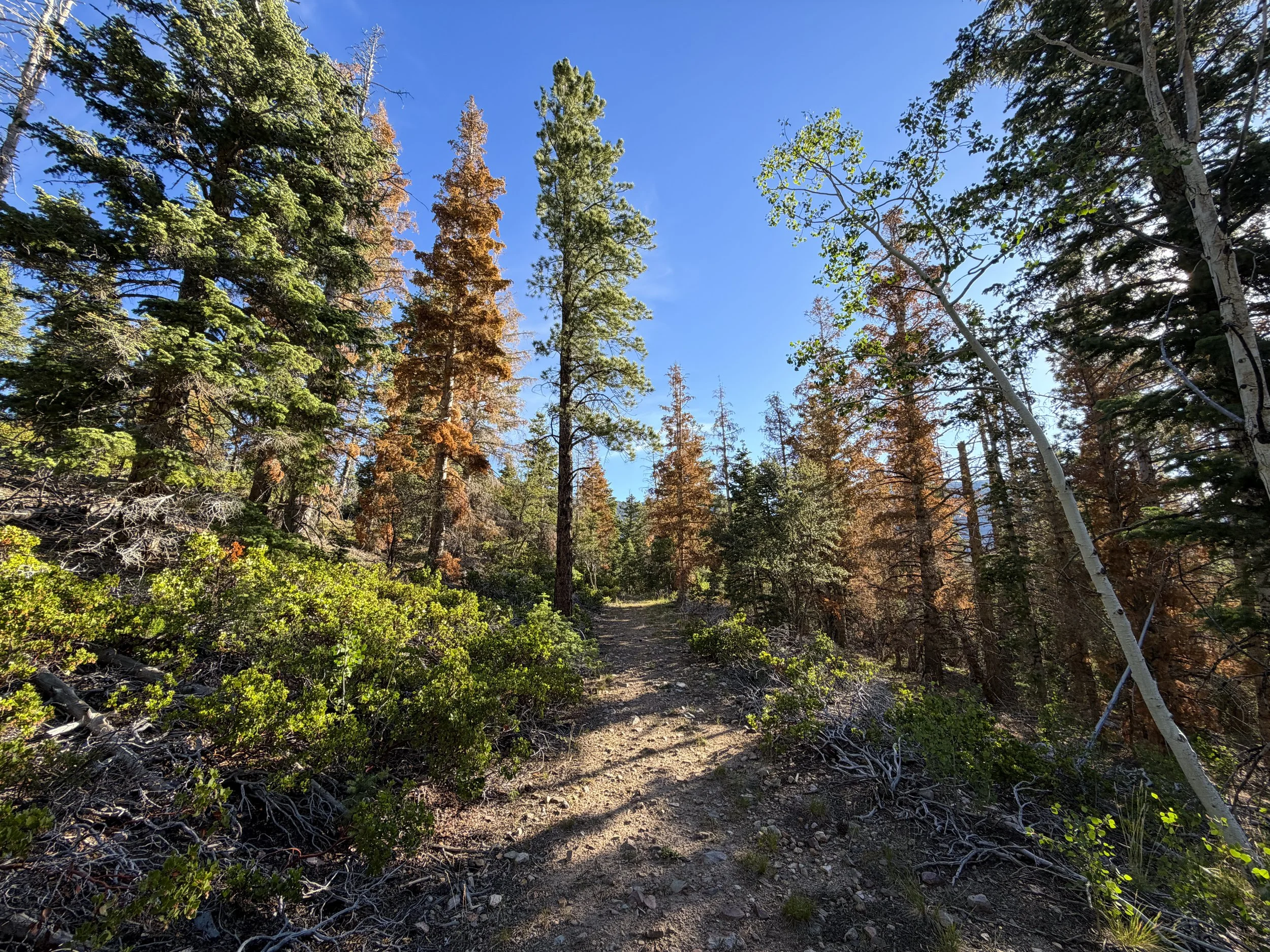 Snake Creek Overlook Loop Trail Great Basin National Park Nevada