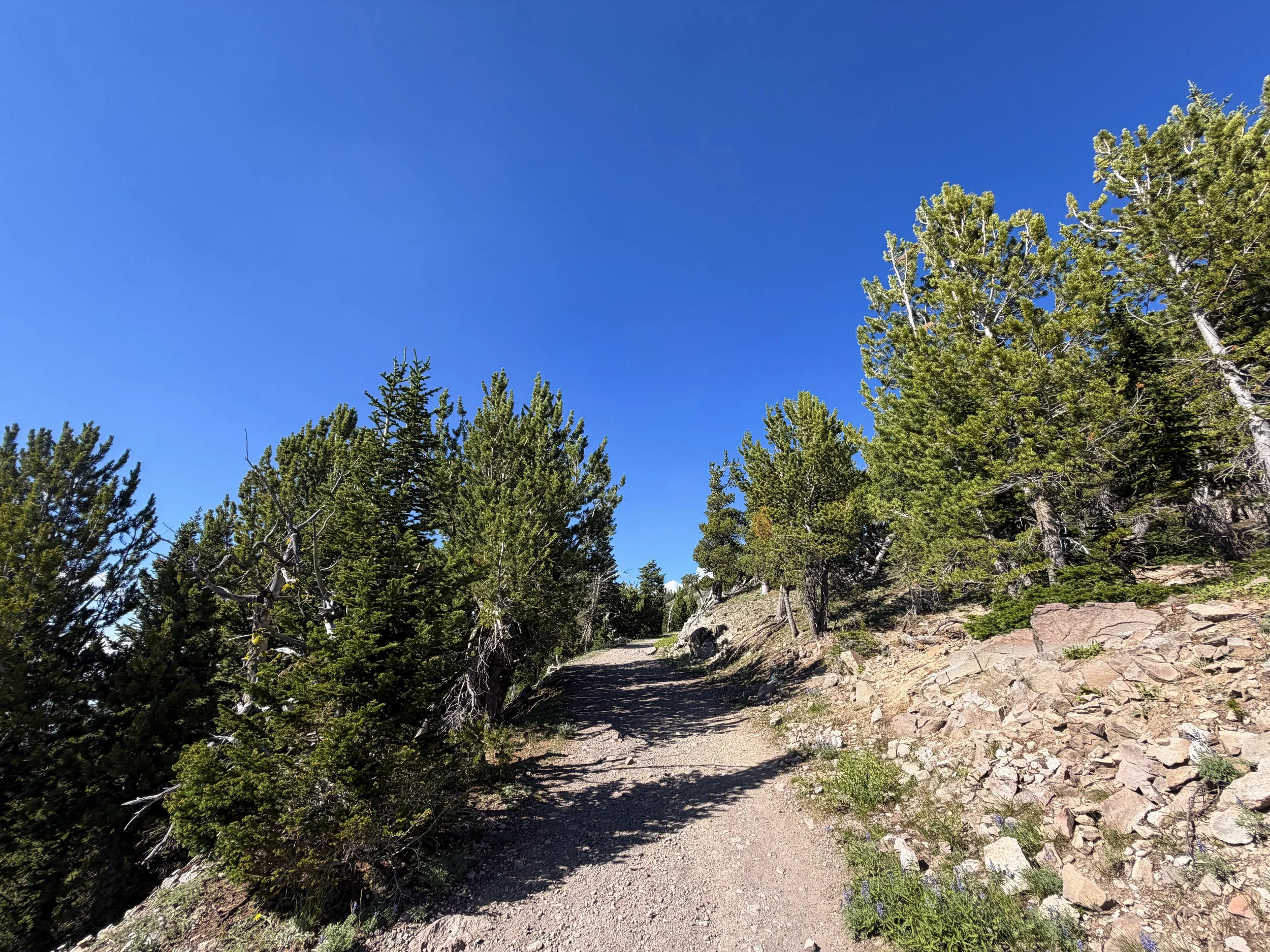 South Mount Washburn Trail Yellowstone National Park Wyoming