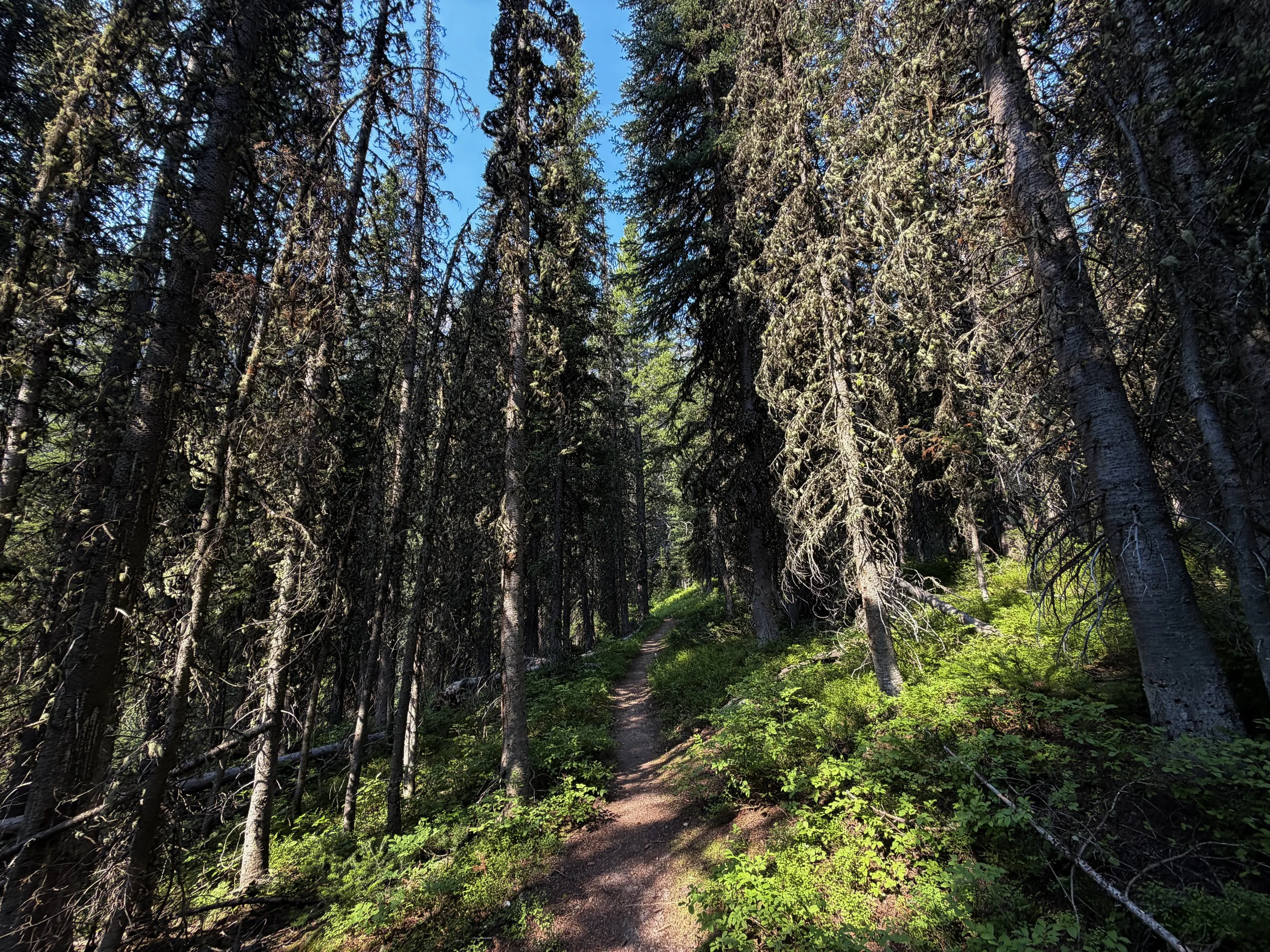 East Rosebud Trail The Beaten Path Beartooth Mountains Montana