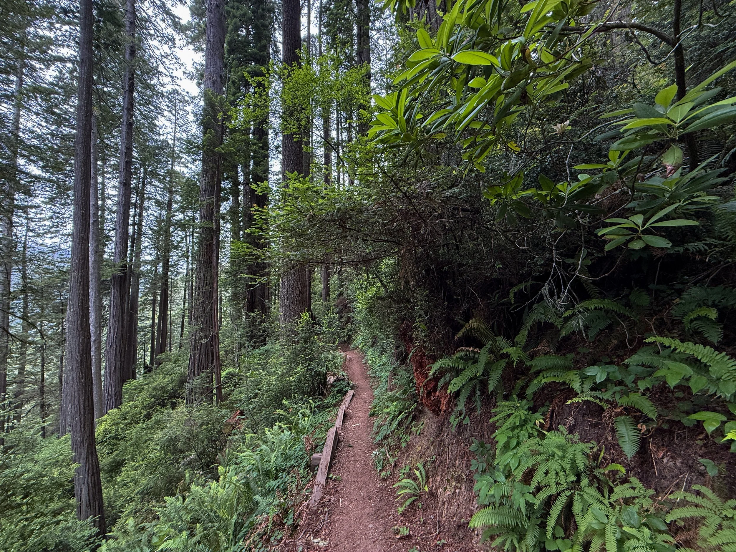 Damnation Creek Hike Del Norte Coast Redwoods State Park California
