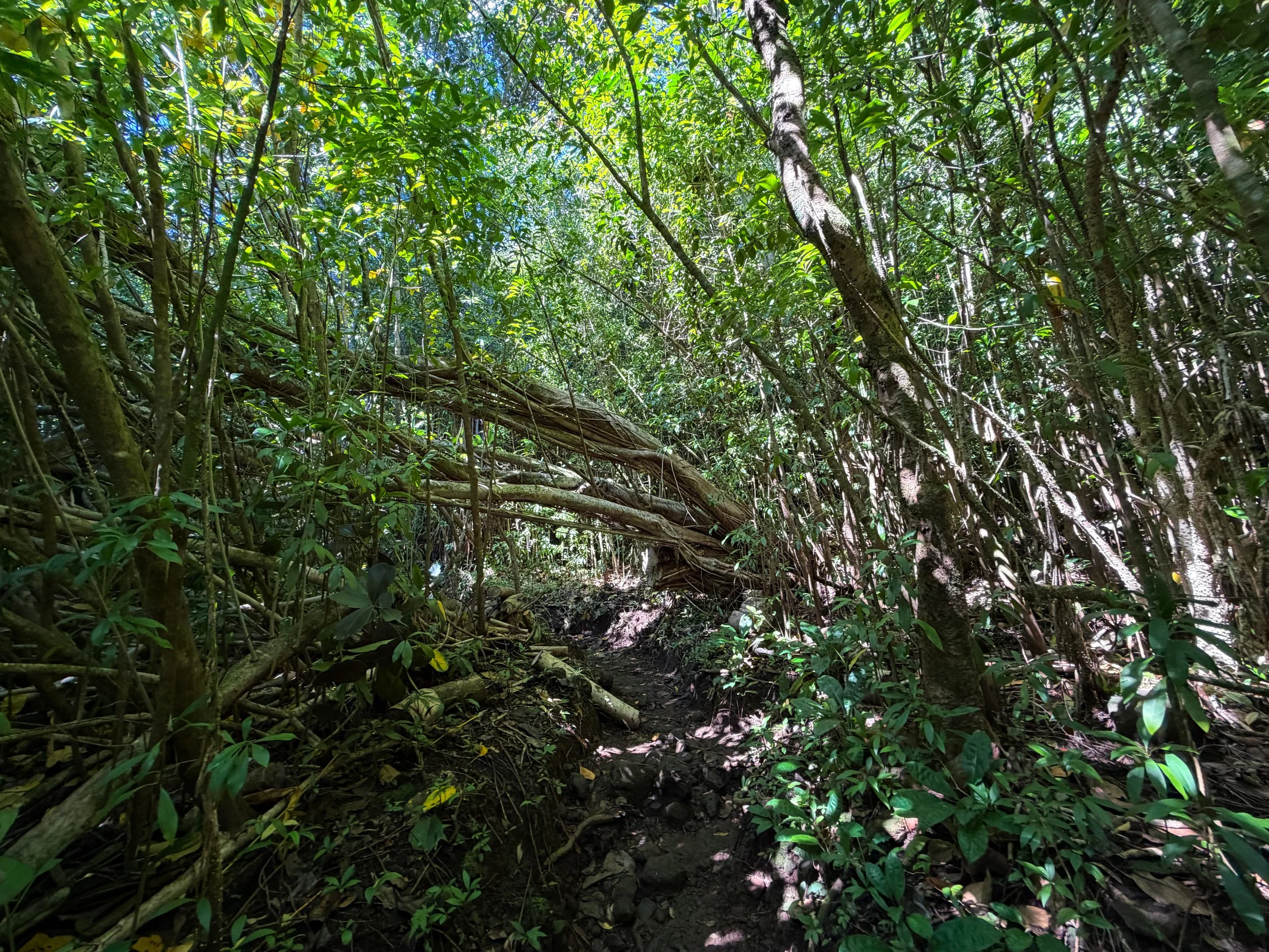 Aihualama to Pauoa Flats Trail Oahu Hawaii