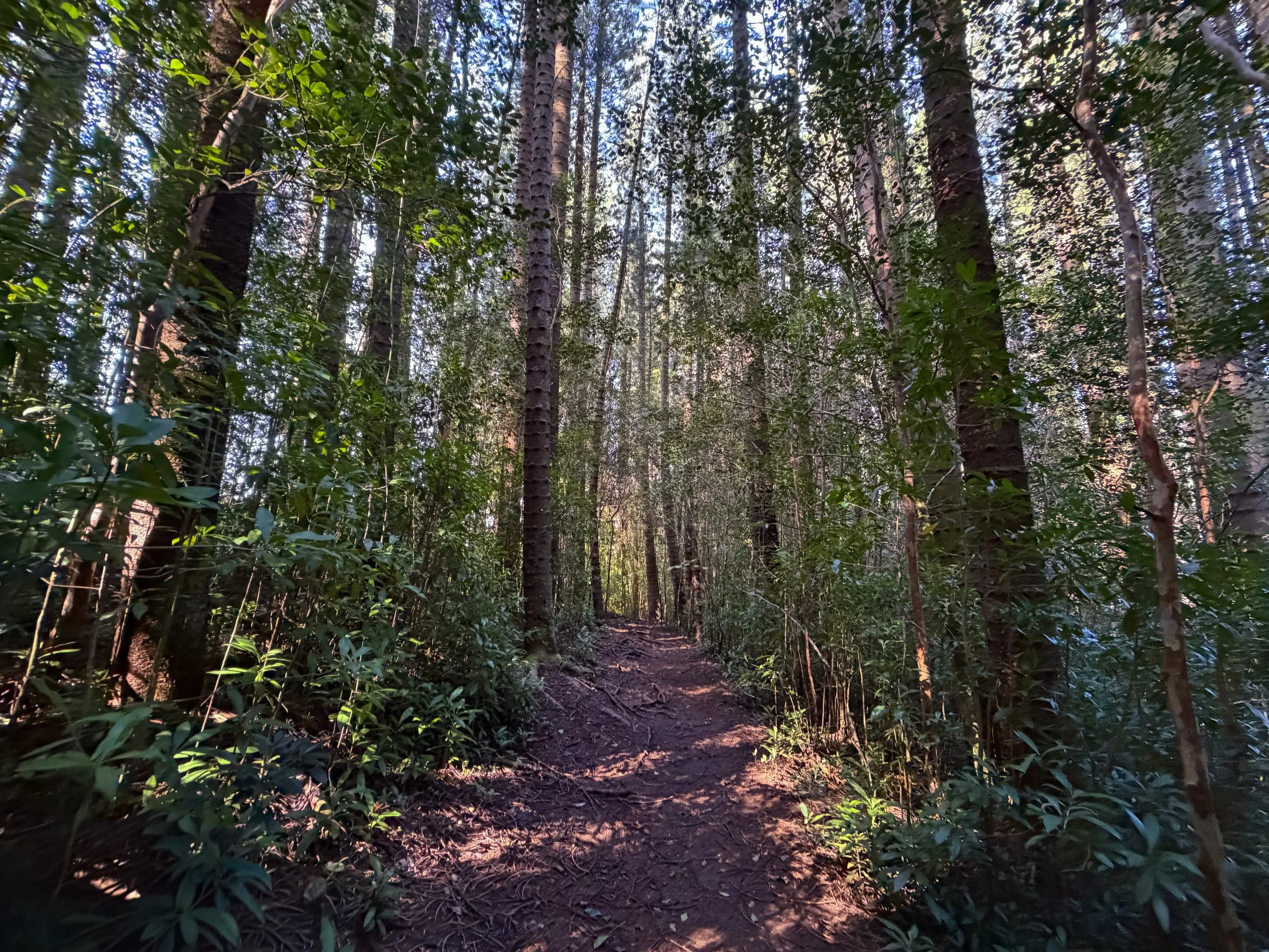 Judd Trail Oahu Hawaii
