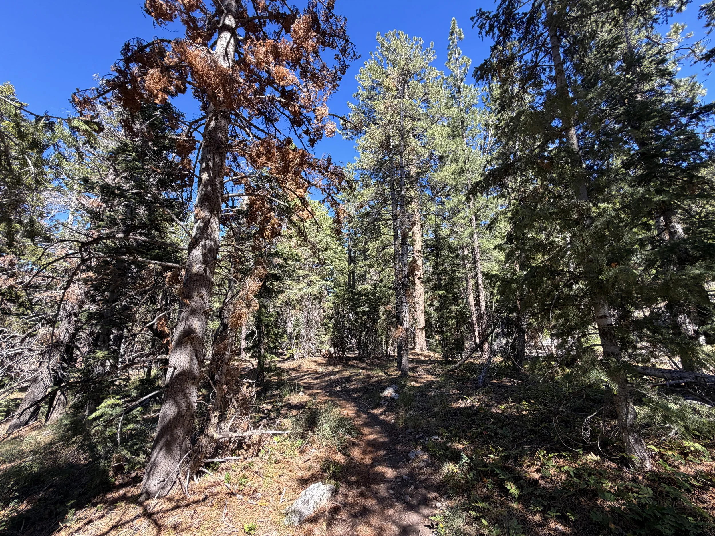 Osceola Ditch Trail Great Basin National Park Nevada