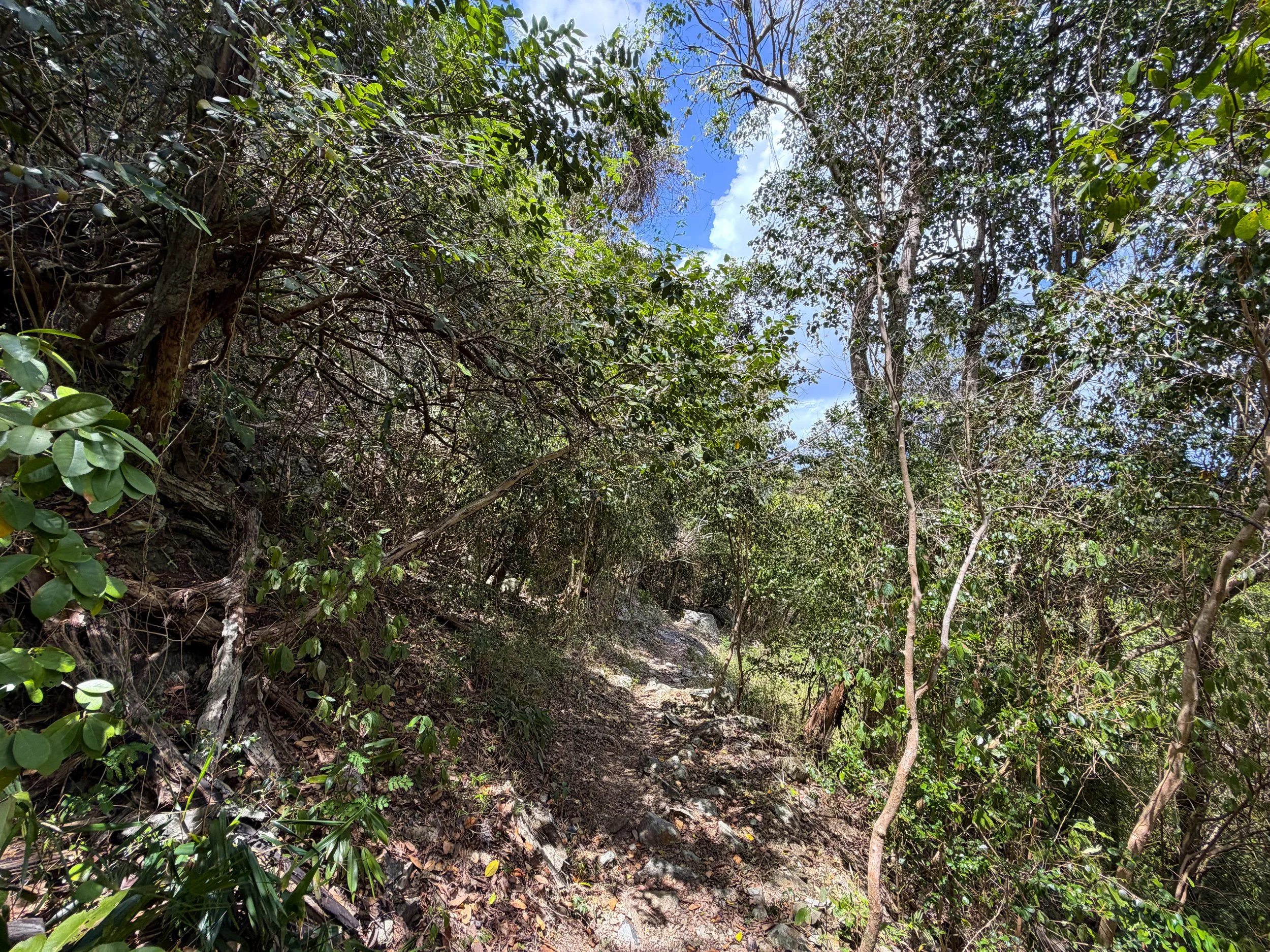 Maria Hope Trail Virgin Islands National Park