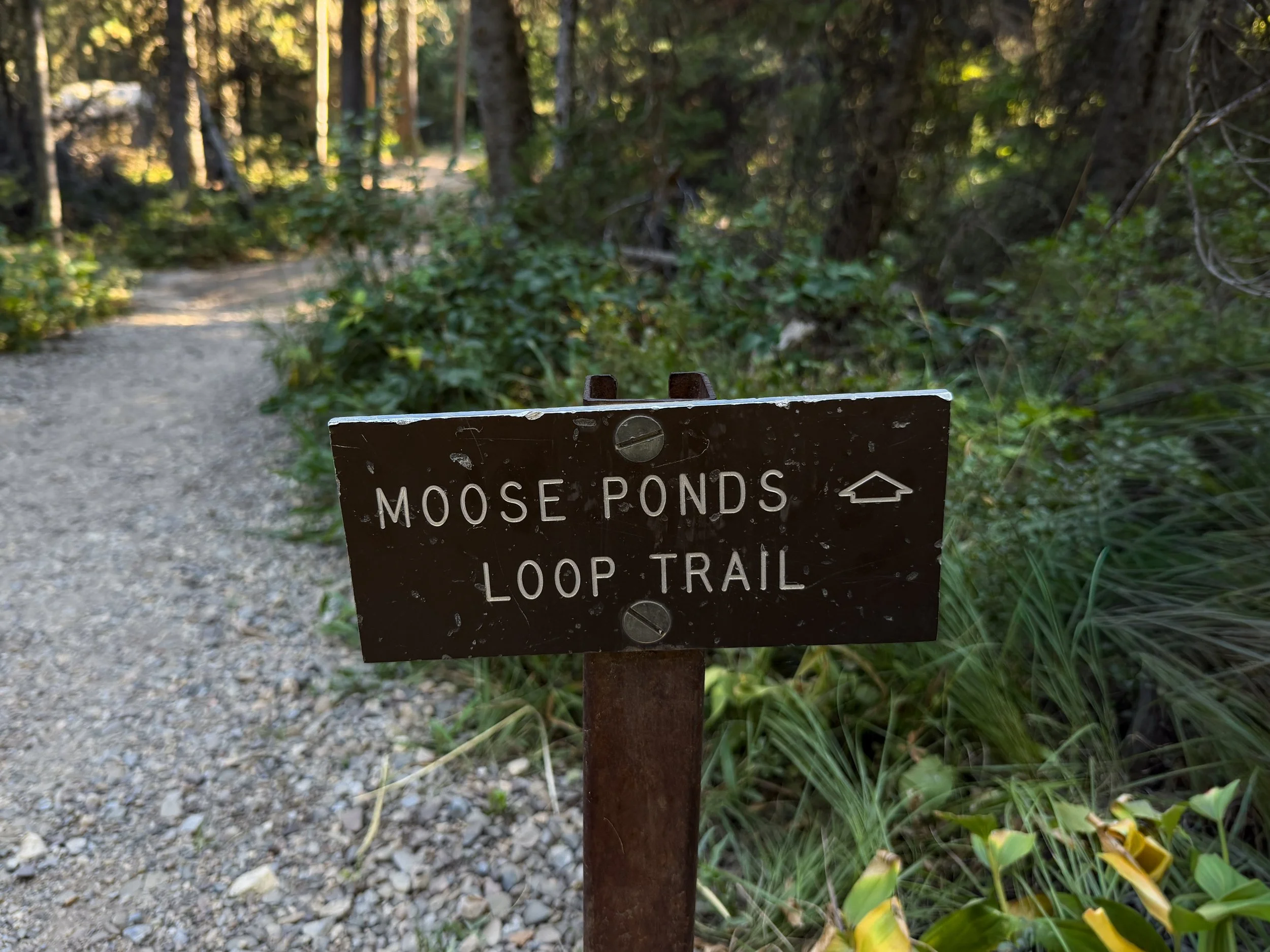Moose Ponds Loop Trail Grand Teton National Park Wyoming