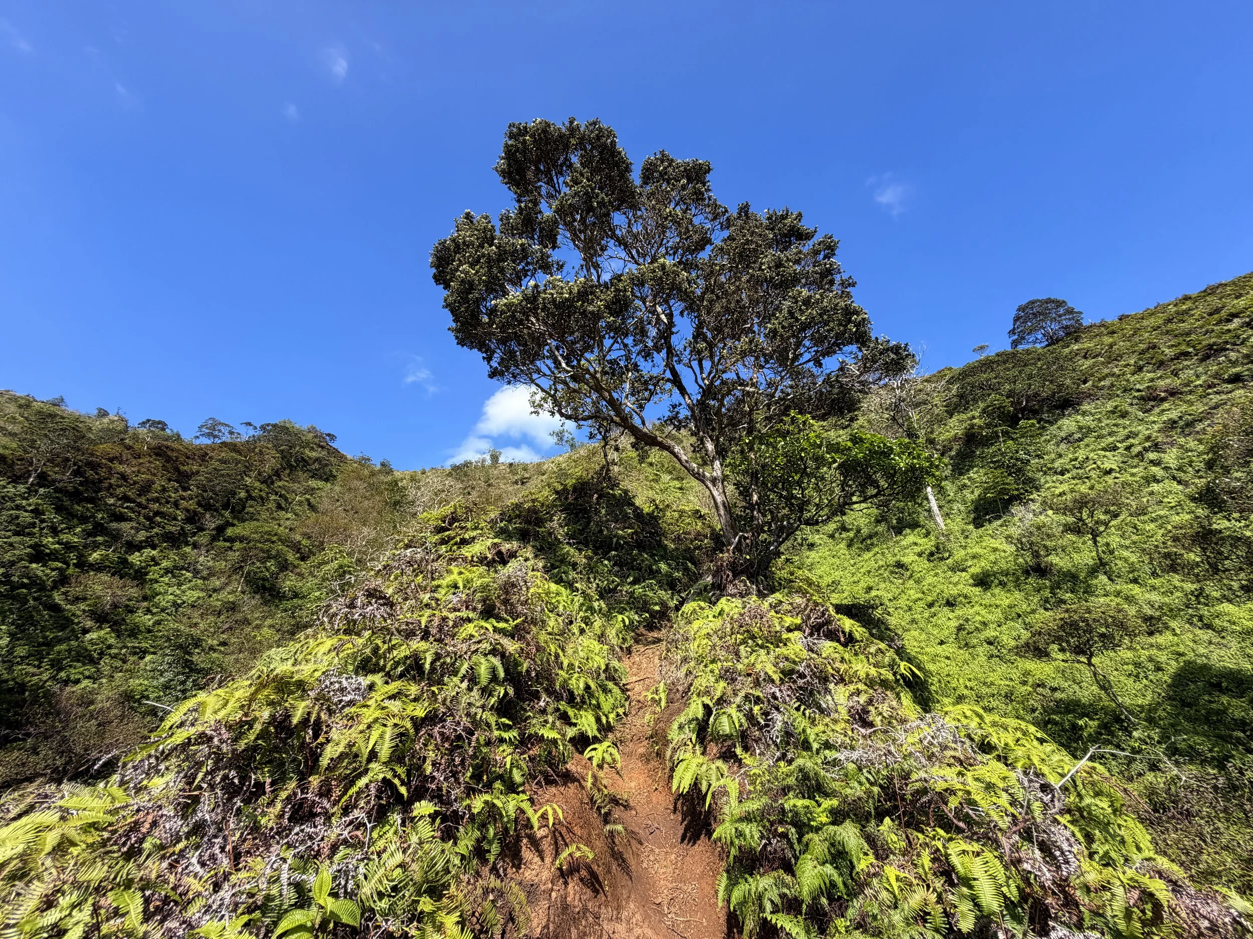 Kulanaahane Ridge Hike Oahu Hawaii