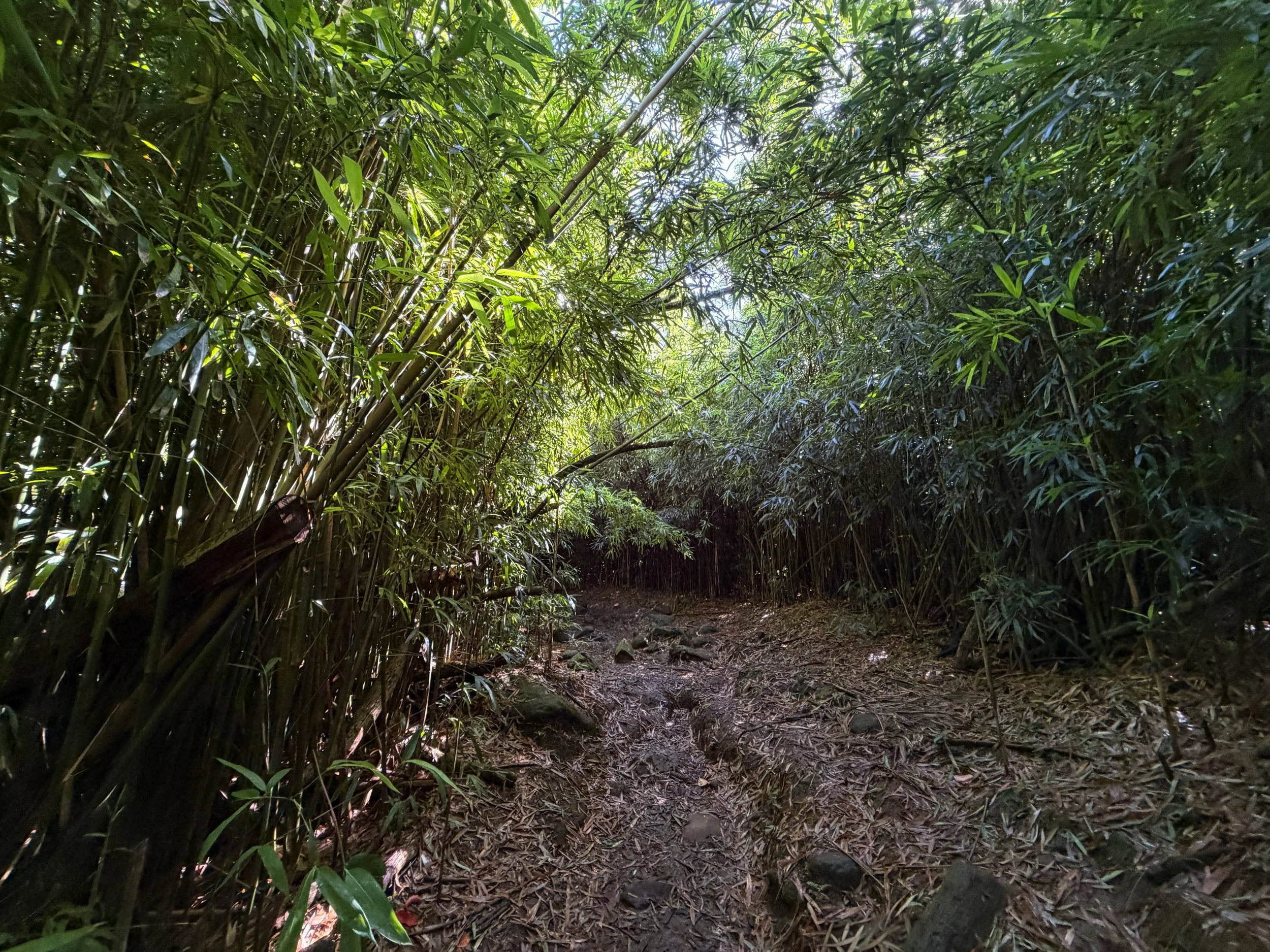 Judd Loop Trail Oahu Hawaii