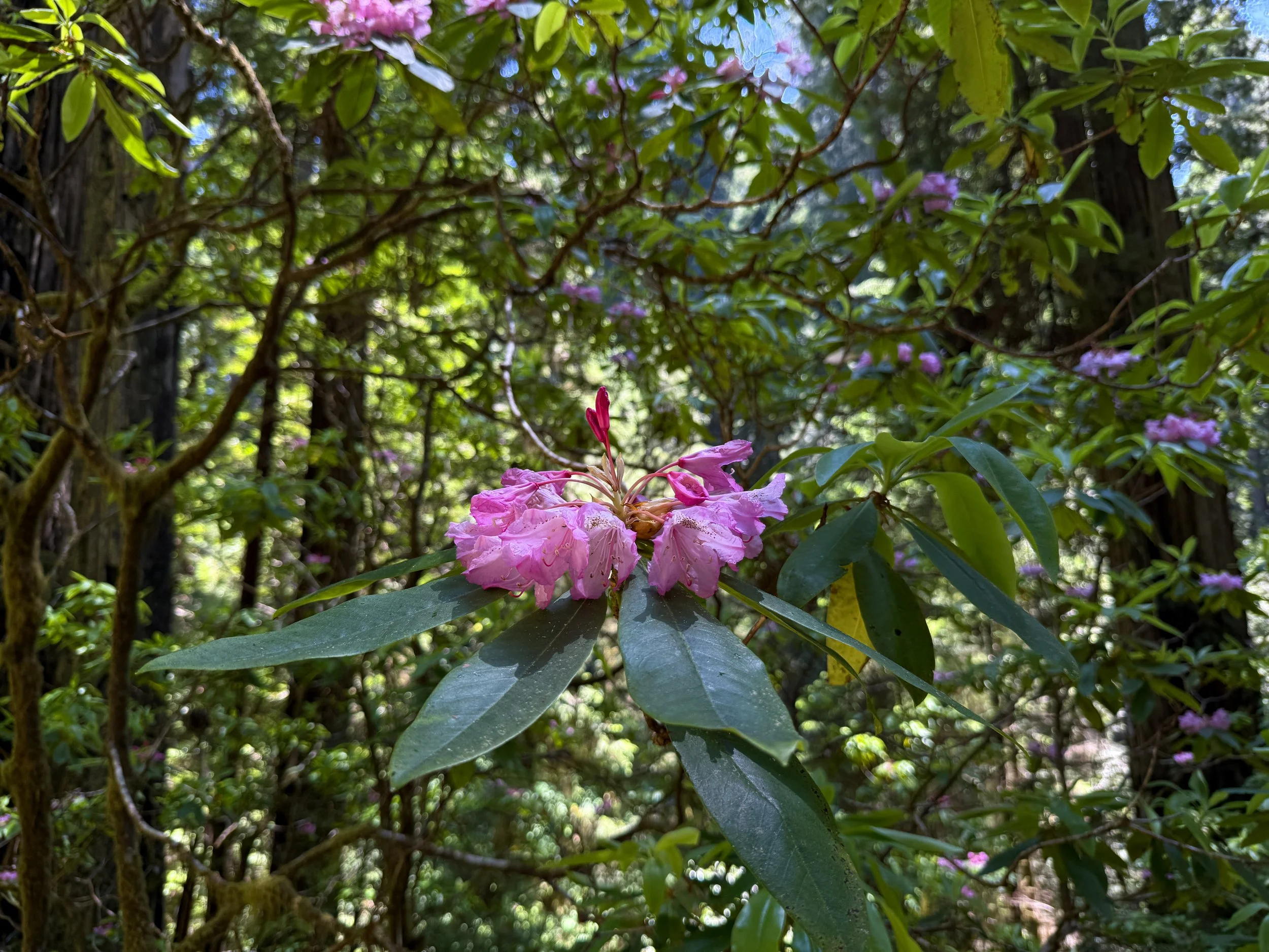 Pacific Rhododendron macrophyllum Flowers