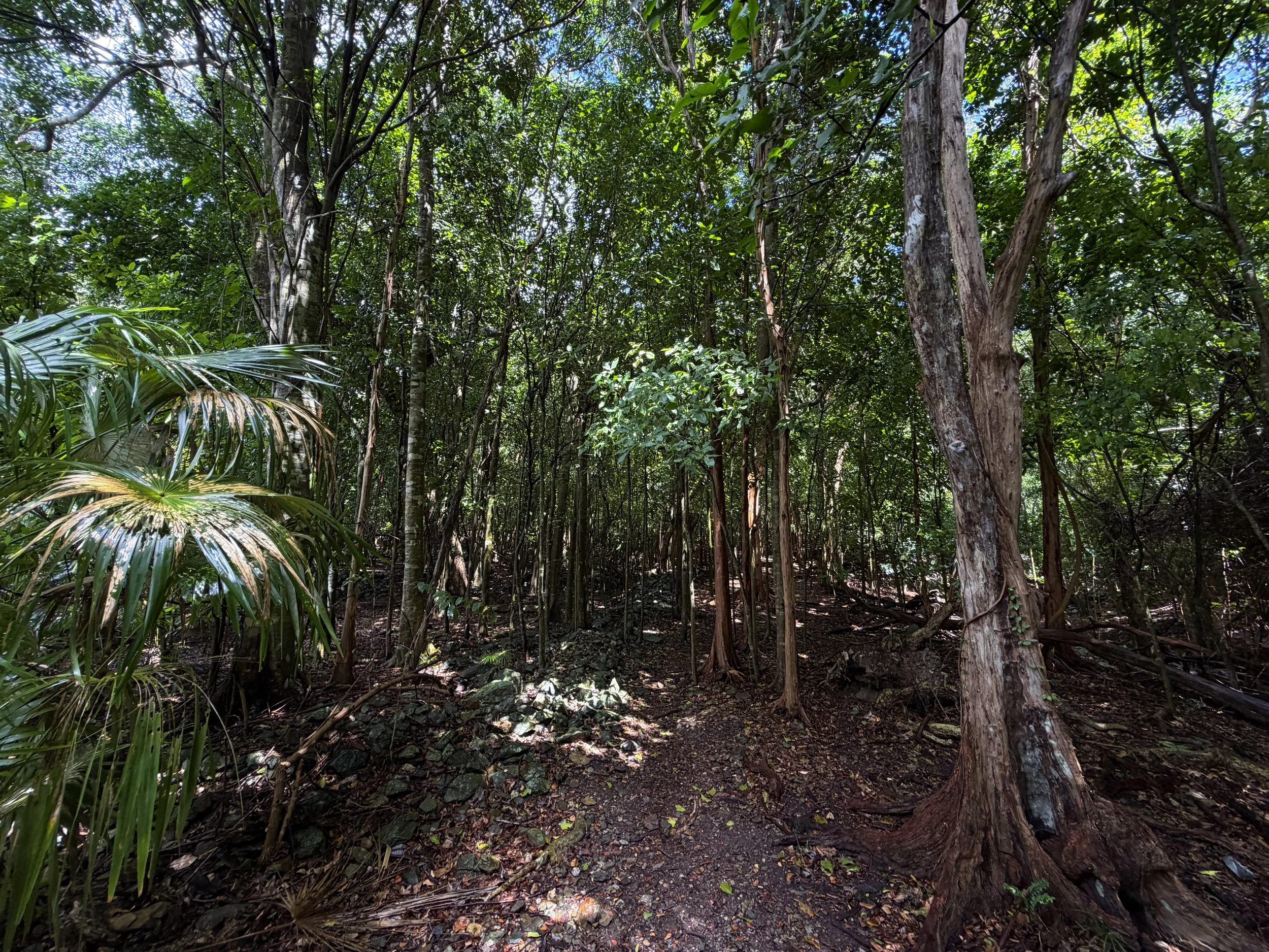 Cinnamon Bay Loop Trail Virgin Islands National Park