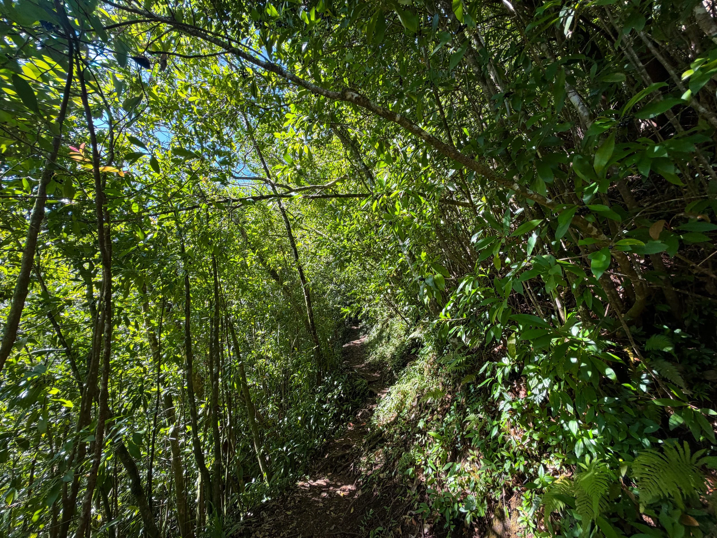 Aihualama Trail Oahu Hawaii