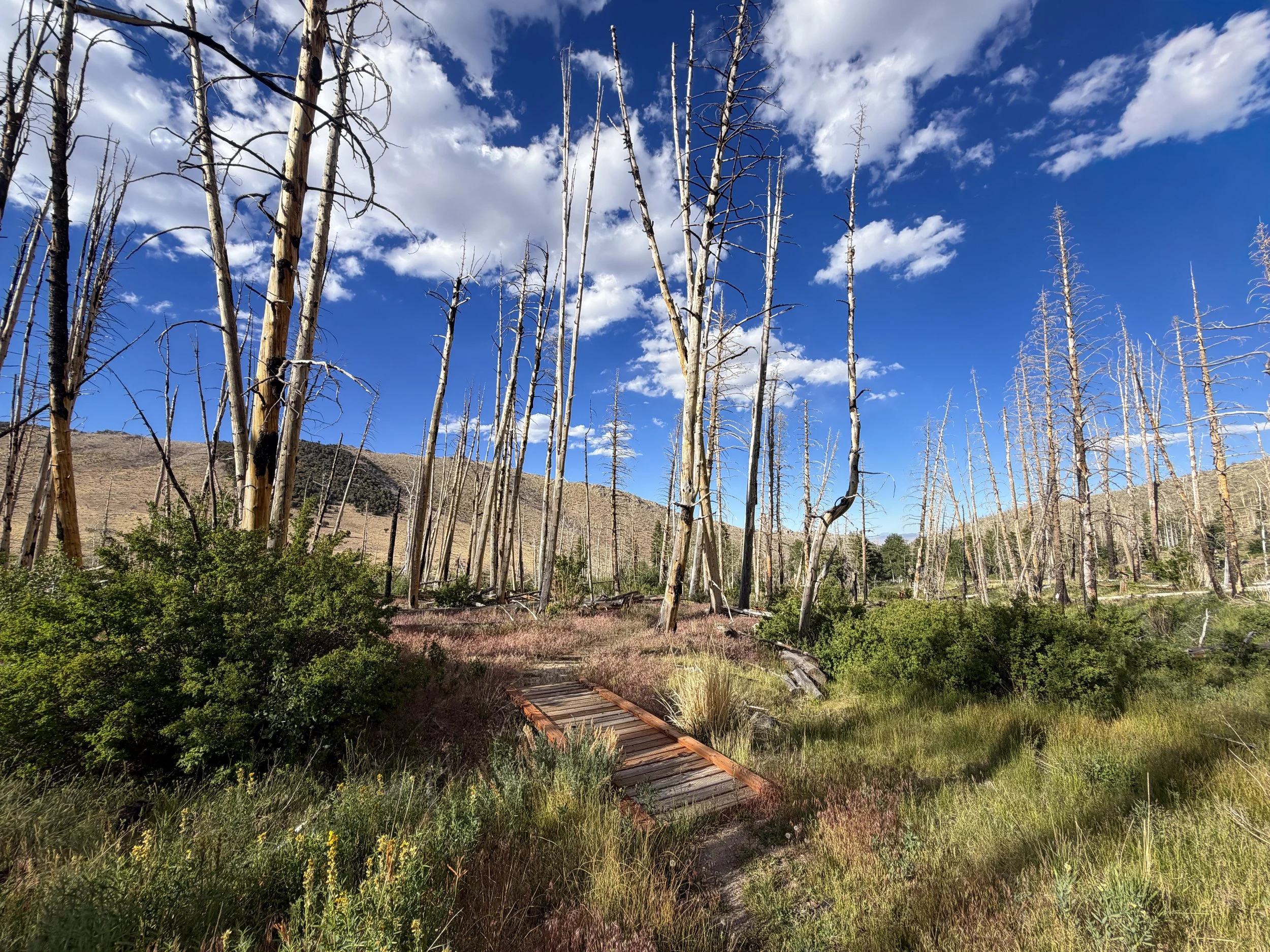 Sage Steppe Loop Trail Great Basin National Park Nevada