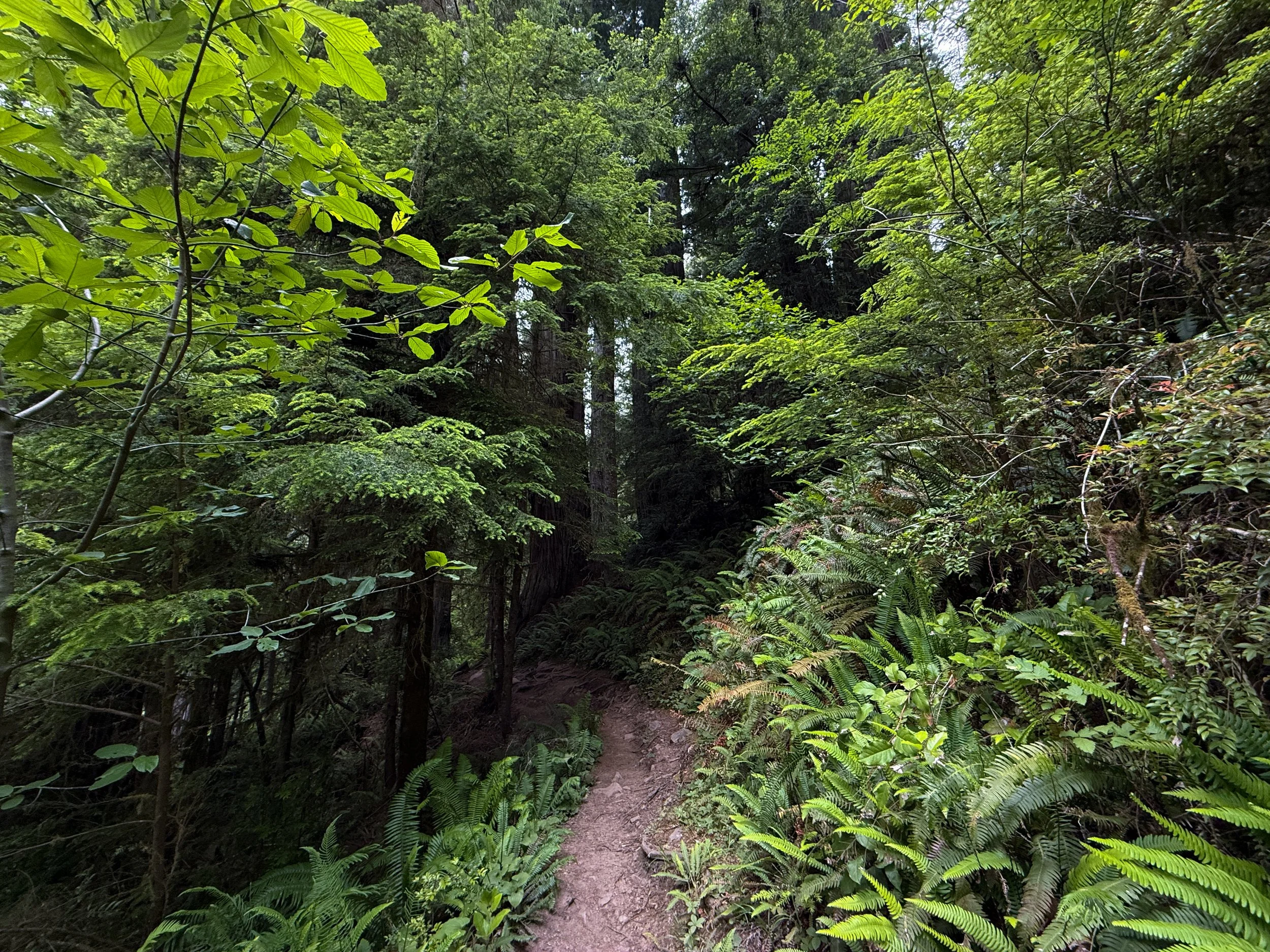 Boy Scout Tree Trail Jedediah Smith Redwoods State Park California