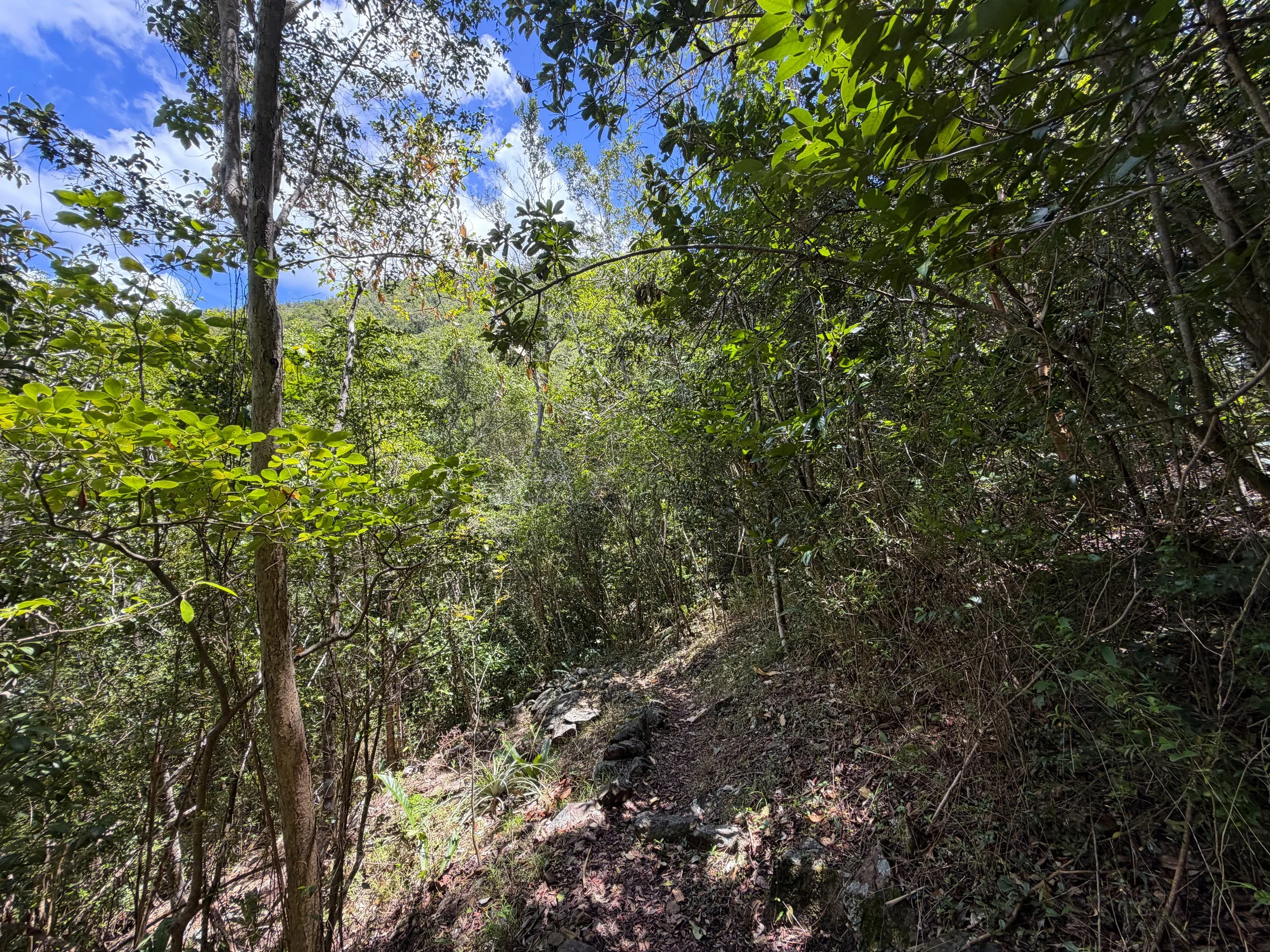 Caneel Hill Trail Virgin Islands National Park