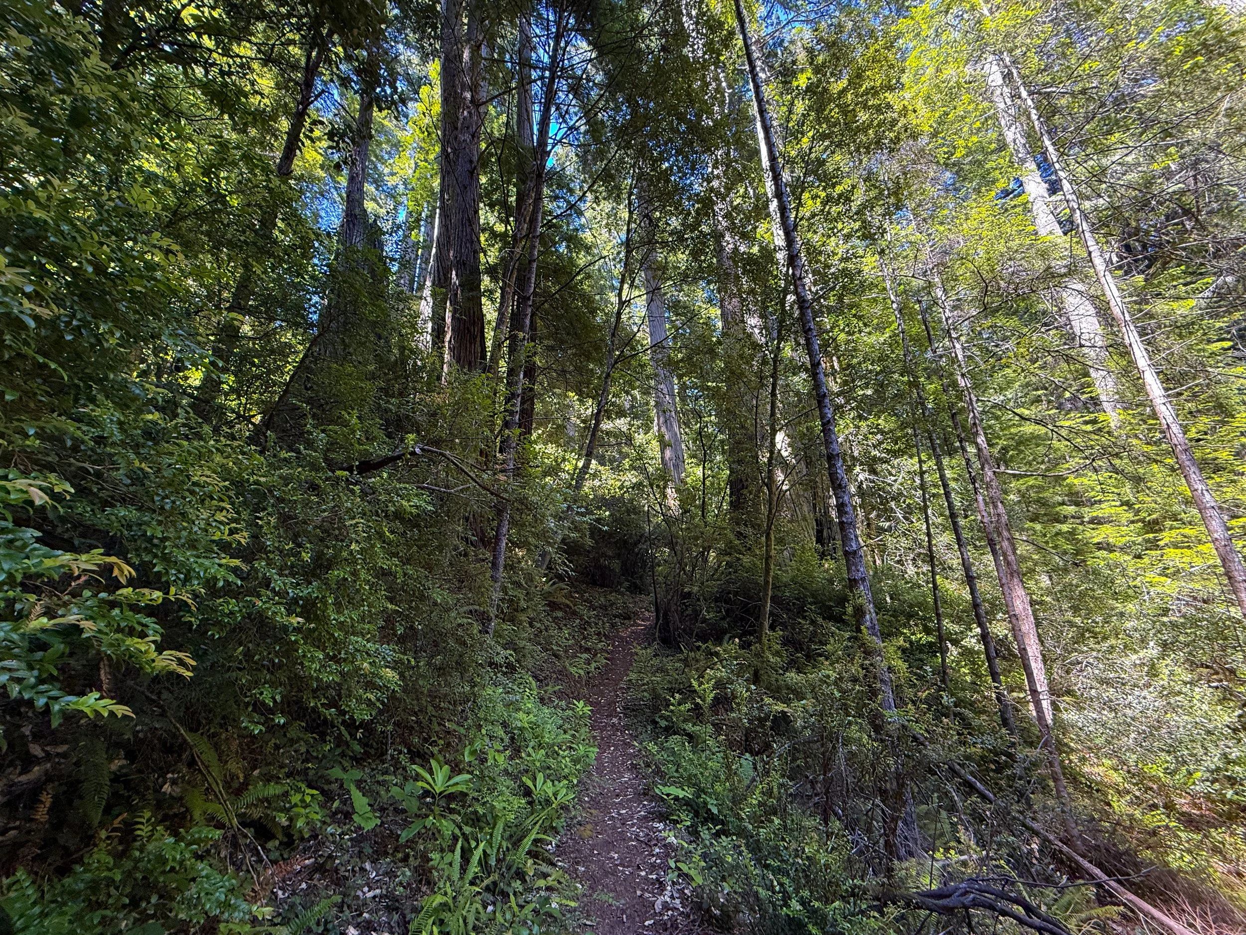 Hope Creek-Ten Taypo Trail Prairie Creek Redwoods State Park California