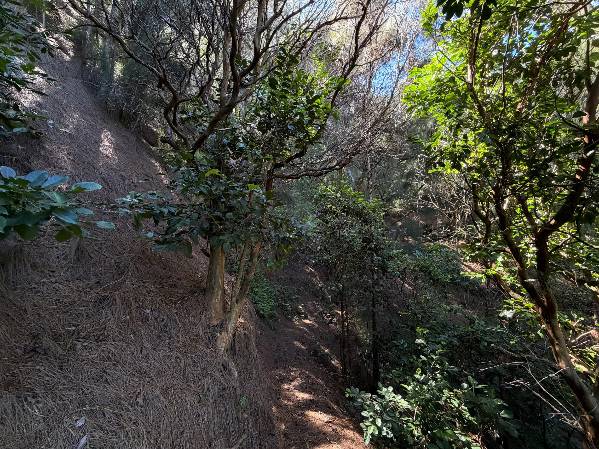Kuaokala Trail Oahu Hawaii