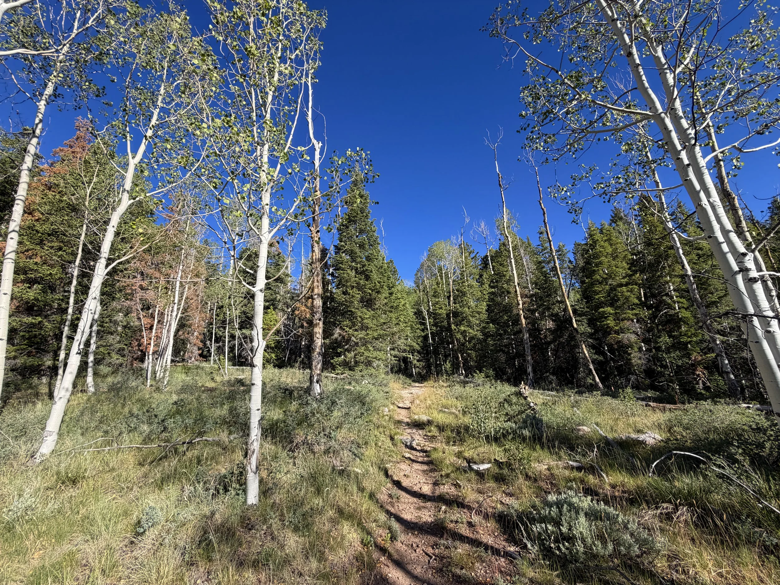 Johnson Lake Trail Great Basin National Park Nevada