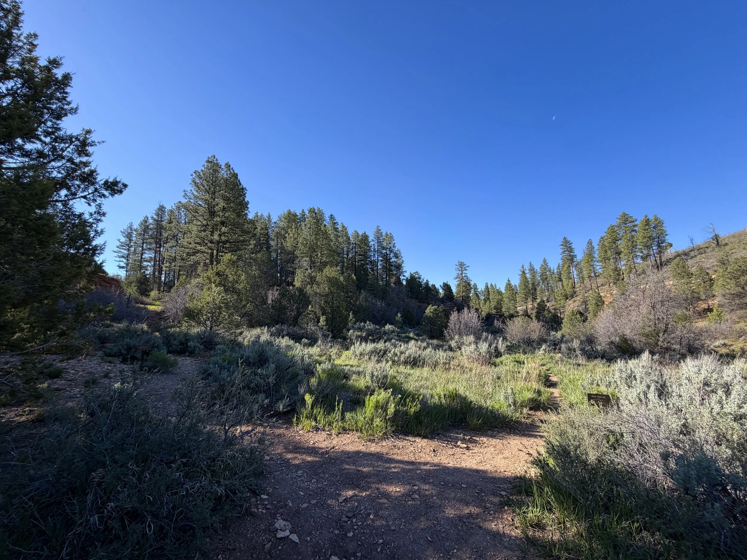 Deertrap Mountain Trail via East Rim Zion National Park Utah