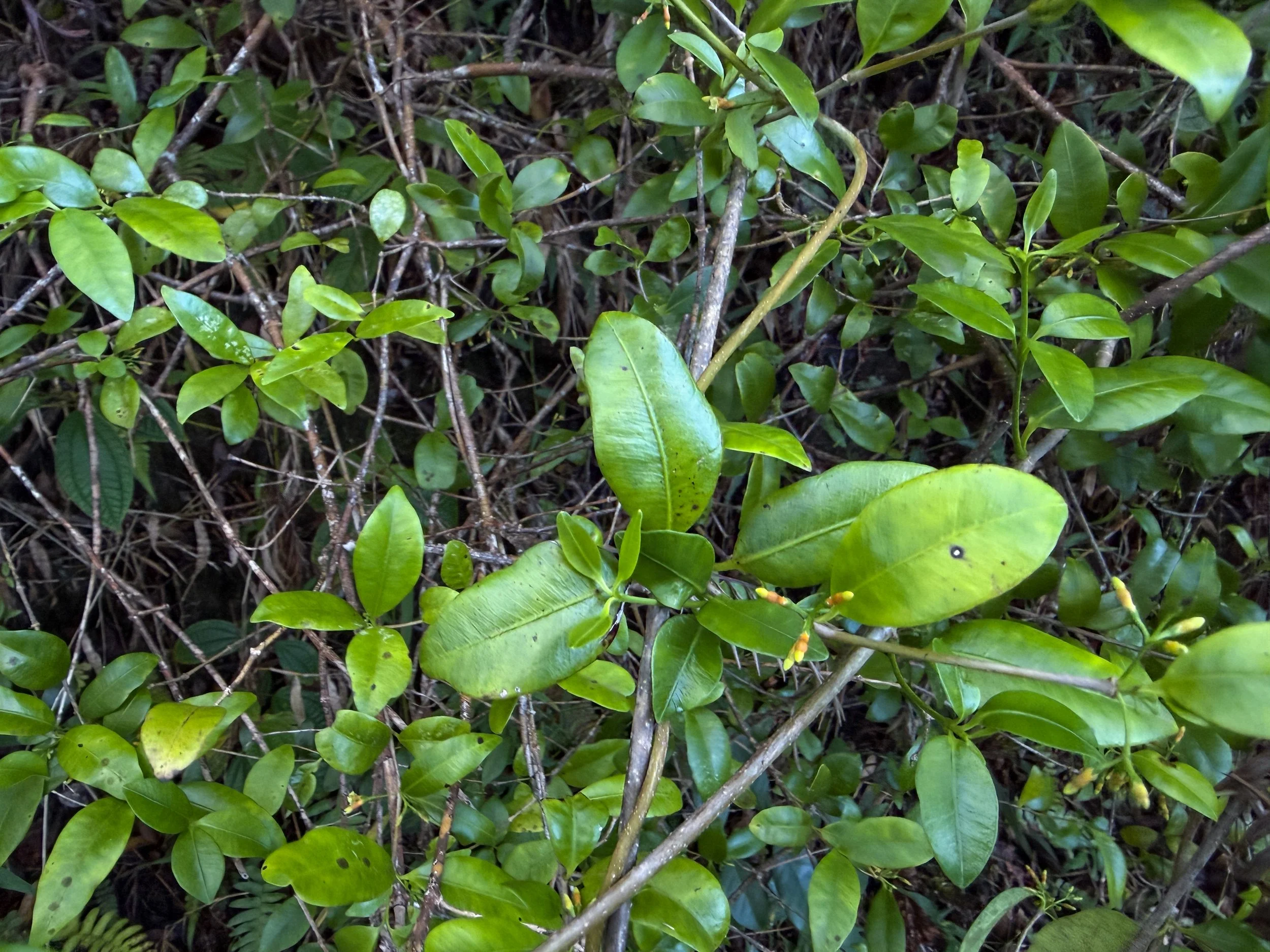 Maile Alyxia stellata