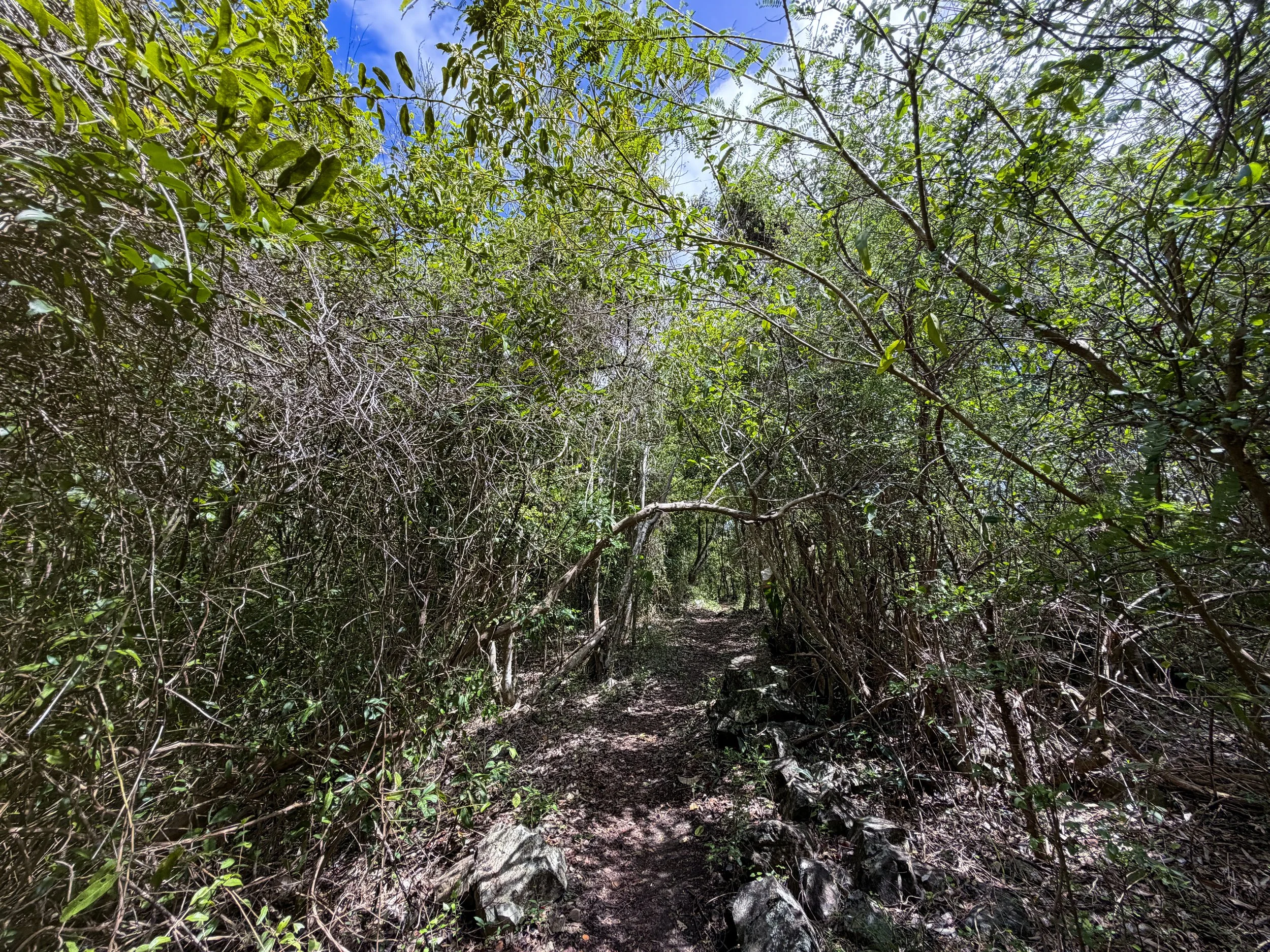 Caneel Hill Trail to Tamarind Tree Trail Virgin Islands National Park