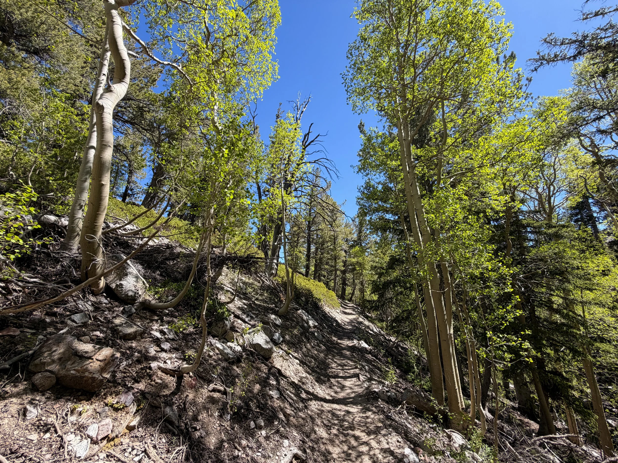 Baker Lake Trail Great Basin National Park Nevada
