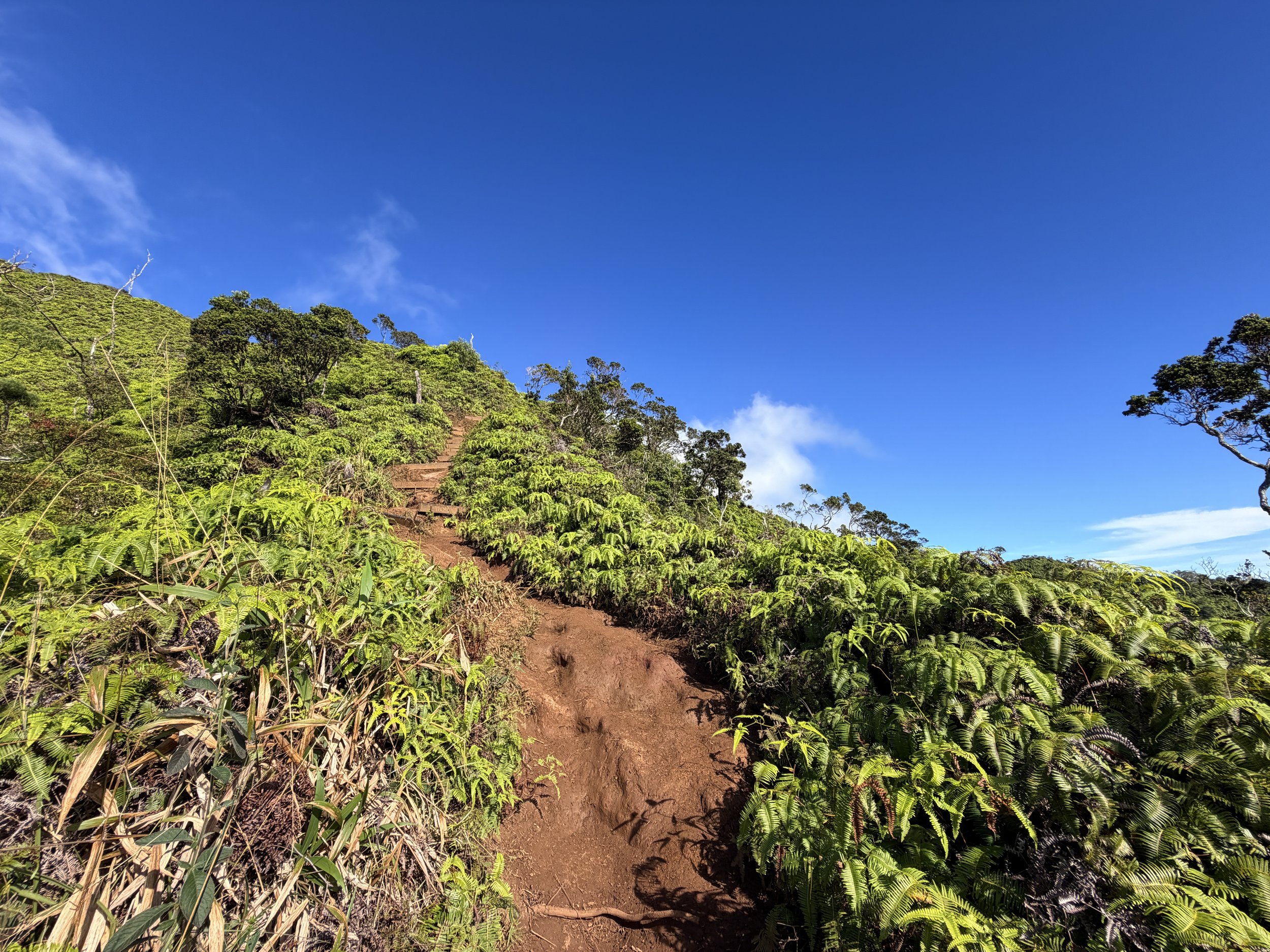 Wiliwilinui Ridge Hike Oahu Hawaii