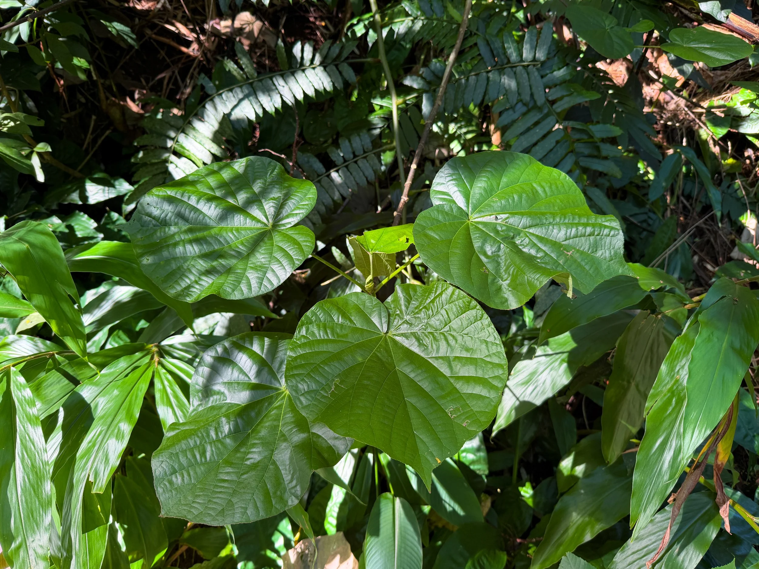 Hau Hibiscus tiliaceus