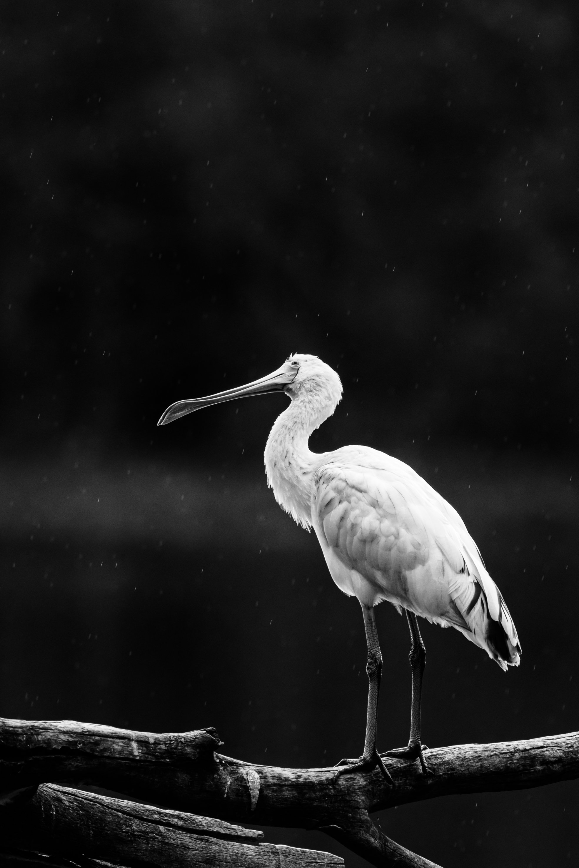 Spoonbill in the Rain.jpg